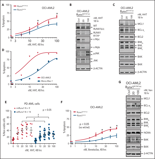 Treatment with HHT or venetoclax causes greater apoptosis in OCI-AML2 RUNX1R174*/wt compared with OCI-AML2 cells. (A) OCI-AML2 and OCI-AML2 RUNX1R174*/wt cells were treated with the indicated concentrations of HHT for 48 hours. Following this, the percentages of annexin V–positive, apoptotic cells were determined by flow cytometry. Mean of 3 independent experiments + SEM. *P < .05 as determined by a 2-tailed, unpaired t-test. (B-C) Representative immunoblot analysis of OCI-AML2 RUNX1R174*/wt cells treated with HHT as indicated for 18 hours. (D) OCI-AML5 and Mono-Mac-1 cells were treated with the indicated concentrations of HHT for 48 hours. Following this, the percentages of annexin V–positive, apoptotic cells were determined by flow cytometry. Mean of 3 independent experiments ± SEM. (E) Patient-derived mtRUNX1 and wtRUNX1-expressing AML cells were treated with the indicated concentrations of HHT for 48 hours. The cells were stained with To-Pro-3 iodide and the percentage of nonviable cells was determined by flow cytometry. *P < .05 as determined by a 2-tailed, unpaired t-test utilizing GraphPad V8. (F) OCI-AML2 and OCI-AML2 RUNX1R174*/wt cells were treated with the indicated concentrations of venetoclax for 48 hours. Following this, the percentages of annexin V–positive, apoptotic cells were determined by flow cytometry. Mean of 4 independent experiments + SEM. *P < .05 as determined by a 2-tailed, unpaired t-test. (G) Representative immunoblot analysis of OCI-AML2 RUNX1R174*/wt cells treated with venetoclax as indicated for 18 hours.
