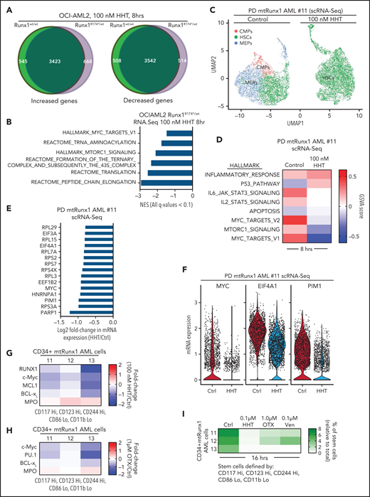Treatment with HHT alters the transcriptome in mtRUNX1-expressing AML cells. (A) OCI-AML2 and OCI-AML2 RUNX1R174*/wt cells were treated with 100 nM of HHT for 8 hours in biologic triplicates and RNA-Seq analysis was performed. The Venn diagram shows the overlap of up- and downregulated genes in the HHT-treated OCI-AML2 and OCI-AML2 RUNX1R174*/wt cells. (B) GSEA of HHT-treated OCI-AML2 RUNX1R174*/wt cells against HALLMARK and Reactome pathways. (C) PD mtRUNX1 AML #11 cells were treated with 100 nM of HHT for 8 hours and single-cell RNA-Seq analysis was conducted. Aggregated Uniform Manifold Approximation and Projection plots showing cluster composition of control and HHT-treated PD mtRUNX1 AML #11 cells as determined by SingleR. (D) GSVA analysis of mRNA expression changes due to HHT treatment compared with HALLMARK pathways. (E) Log2 fold-change in MYC, PIM, elongation factor and ribosomal protein genes in the HSC cluster of PD mtRUNX1 AML #11 cells treated with 100 nM of HHT for 8 hours and analyzed by single-cell RNA-Seq analysis. (F) Violin plot of per-cell mRNA expression of MYC, EIF4A1 and PIM1 in the HSC cluster of control and HHT-treated PD, mtRUNX1 AML #11 cells. (G-H) PD mtRUNX1 AML samples 11, 12, and 13 were treated with the indicated concentrations of HHT or OTX015 for 16 hours. Cells were fixed, permeabilized and incubated with rare-metal-tagged antibodies for CyTOF analysis. Data were analyzed by Astrolabe. Fold-change in protein expressions in the stem cell population of PD mtRUNX1 AML samples 11, 12, and 13 following treatment with 100 nM of HHT or 1 µM of OTX015 for 16 hours is shown. (I) PD mtRUNX1 AML samples 11, 12, and 13 were treated with the indicated concentrations of HHT, OTX015, or venetoclax for 16 hours. Cells were fixed, permeabilized and incubated with rare metal tagged antibodies for CyTOF analysis. Data were analyzed by Astrolabe. Graphic shows the percentage of stem cells (relative to the total) in each AML sample pre- and posttreatment.