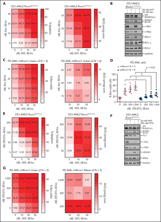 Cotreatment with HHT and venetoclax or OTX015 exerts synergistic in vitro lethal activity against mtRUNX1-expressing AML cells. (A) OCI-AML2 RUNX1R174*/wt cells were treated with the indicated concentrations of HHT and/or venetoclax for 48 hours. Cells were stained with annexin V and To-Pro-3 iodide, and the percentages of annexin V–positive, apoptotic cells were determined by flow cytometry. Bliss synergy scores were calculated utilizing SynergyFinder and graphed with GraphPad V8. (B) Representative immunoblot analyses of OCI-AML2 RUNX1R174*/wt cells treated with HHT and/or venetoclax for 18 hours. The expression of GAPDH served as the loading control. (C) Patient-derived mtRUNX1 AML blasts (n = 5) were treated with the indicated concentrations of HHT and/or venetoclax for 48 hours. The percentages of To-Pro-3 iodide positive, nonviable cells were determined by flow cytometry. Bliss synergy scores were calculated utilizing SynergyFinder and graphed with GraphPad V8. (D) Patient-derived wtRUNX1 (n = 8) and mtRUNX1 (n = 5) AML blasts were treated with the indicated concentrations of OTX015 for 48 hours. The percentages of To-Pro-3 iodide positive, nonviable cells were determined by flow cytometry. *P < .05 as determined by a 2-tailed, unpaired t-test. (E) OCI-AML2 RUNX1R174*/wt cells were treated with the indicated concentrations of HHT and/or OTX015 for 48 hours. Cells were stained with annexin V and To-Pro-3 iodide, and the percentages of annexin V–positive, apoptotic cells were determined by flow cytometry. Bliss synergy scores were calculated utilizing SynergyFinder and graphed with GraphPad V8. (F) Representative immunoblot analyses of OCI-AML2 RUNX1R174*/wt cells treated with HHT and/or OTX015 for 18 hours. The expression of GAPDH served as the loading control. (G) Patient-derived mtRUNX1 AML blasts (n = 5) were treated with the indicated concentrations of HHT and/or OTX015 for 48 hours. The percentages of To-Pro-3 iodide positive, nonviable cells were determined by flow cytometry. Bliss synergy scores were calculated utilizing SynergyFinder and graphed with GraphPad V8.