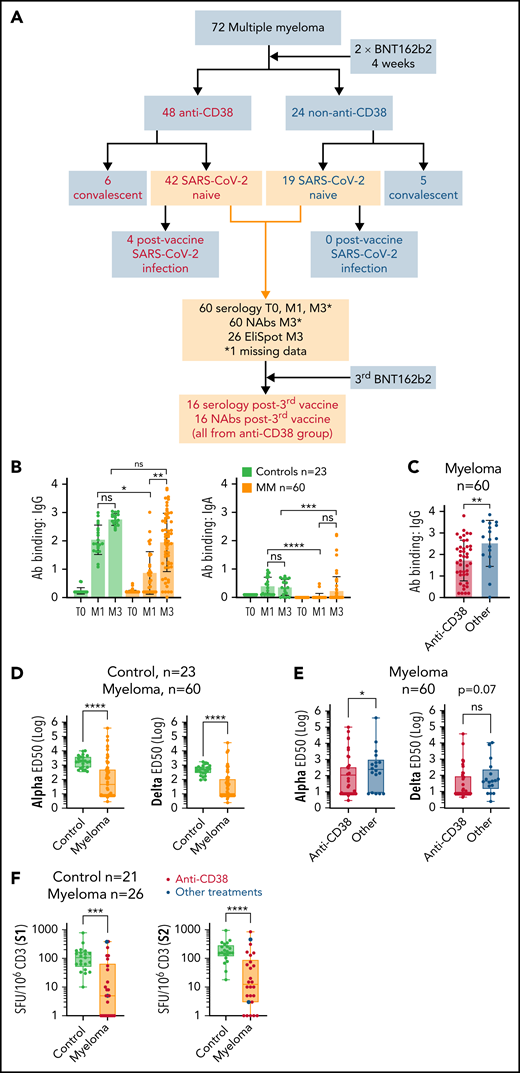 Impaired humoral and cellular response to BNT162b2 in patients with MM. (A) Flowchart of the study. BNT162b2 anti–SARS-CoV-2 vaccine was used in this study; 2 doses were administrated 4 weeks apart. In all, 16 patients (from the anti-CD38 group) received a third booster vaccine dose. The anti-CD38 group is defined as patients who were treated with anti-CD38 immunotherapy. The convalescent group is defined as patients with a history of SARS-CoV-2 infection who were given the vaccine. T0 is the time before vaccine, M1 is 1 month after the first vaccine dose, and M3 is 3 months after the first vaccine dose. (B-C) SARS-CoV-2–specific IgG and IgA production quantified by S-Flow in 60 patients with MM who had never been infected with SARS-CoV-2 and 23 healthy volunteers. (B) IgG (left panel) and IgA (right panel) quantification in controls or patients with MM before vaccination (T0) and at M1 and M3. (C) Comparison of IgG amounts in patients with MM who were treated or not treated with anti-CD38 immunotherapy. (D-E) Quantification of anti-SARS-CoV-2 nAbs against alpha or delta variants in controls (n = 23) or patients with MM (n = 60). (D) Comparison between controls and patients with MM. (E) Comparison between patients receiving or not receiving anti-CD38 immunotherapy. (F) Quantification of cellular immune response by S1 or S2 EliSpot (in spot forming units, SFU, per 106 CD3 cells) in controls (n = 21) or patients with MM (n = 26). Patients receiving anti-CD38 immunotherapies are indicated. Error bars represent standard error. *P < .05; **P < .01; ***P < .001; ****P < .0001. ns, not significant.