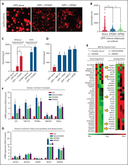 MM cells induce lipolysis in adipocytes. (A) LipidTOX-stained images of mature OP9 adipocytes alone or cocultured with 5TGM1 murine or OPM2 human MM cells. (B) Lipid droplet area was calculated by using ImageJ software (National Institutes of Health) and depicted for OP9 adipocytes alone or cultured along with 5TGM1 and OPM2 cells. (C) 5TGM1 cells were cultured alone or cocultured with OP9 adipocytes for 24 hours and were used for the detection of glycerol. Isoproterenol was used as a positive control. (D) Detection of glycerol in OP9 adipocytes cocultured with MM cell lines of human origin, including MM.1S, INA6, KMS-12, and OPM2. (E) Messenger RNA (mRNA) was isolated from the fat fractions of BM aspirates from HD and patients with MGUS/SMM, NDMM, and RRMM. Gene expression analysis was conducted by using a real-time PCR array of human peroxisome proliferator-activated receptor (PPAR) targets. Heatmap representing partial list of differentially expressed genes related to FA metabolism. mRNA expressions were quantified for genes involved in lipolysis (LPL, NR1H3, PPARα, LIPE, MGLL, PLIN1, and ABHD5) (F) and/or genes involved in FA synthesis and FA desaturation (ACSL1, ACSL4, FASN, SCD1, FASD1, and FASD2) (G) by quantitative PCR. Biospecimens from patients with MGUS and SMM were analyzed independently but were pooled together for analysis purposes. Data are presented as mean ± standard error of the mean. *P < .05.