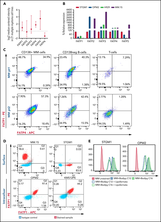 Myeloma cells uptake long-chain FFAs through FATPs. (A) Expression of FATP isoforms in human myeloma cell lines from the Cancer Cell Line Encyclopedia and the ONCOMINE resources. (B) FATP relative mRNA expression in MM cell line used in our experiments. (C) Flow cytometric profile of FATP1 and FATP4 from CD138+ cells, CD138neg B cells, and T cells in patients with NDMM and RRMM. (D) Cell surface and intracellular expression of FATP1 and FATP4 from MM.1S, 5TGM1, OPM2, and KMS12PE MM cells using flow cytometry. (E) Reduction of labeled BODIPY C12 and BODIPY C16 uptake by 5TGM1 and OPM2 MM cells through blockade of FATPs by lipofermata treatment on MM cells. Data are presented as mean ± standard error of the mean. MFI, mean fluorescence intensity.