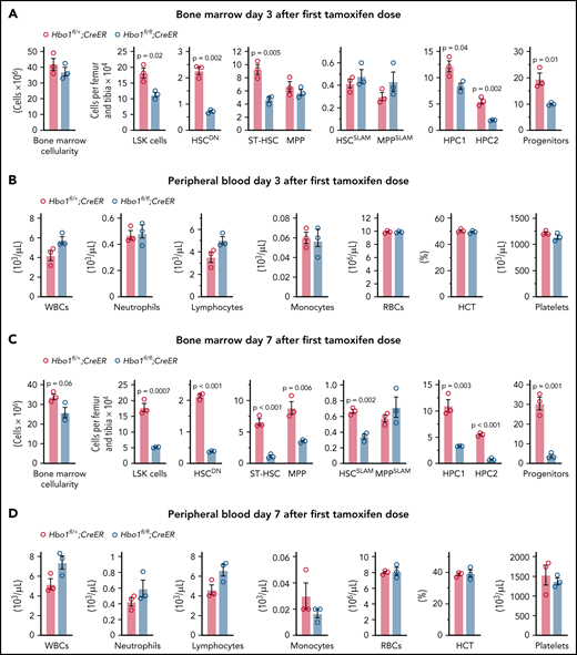 Hbo1 deletion causes a marked reduction in HSCs and progenitor cells, whereas peripheral white blood cell counts are still normal.Hbo1fl/+;CreER and Hbo1fl/fl;CreER mice (n = 3 animals per genotype) were gavaged 3× with tamoxifen (150 mg/kg BW per dose, doses 24 hours apart for the 3 day collection or 48 hours apart for the 7 day collection). Bone marrow was collected 3 days (A-B) or 7 days (C-D) after the first tamoxifen treatment. (A,C) Bone marrow stem cell and progenitor subtypes as indicated and assessed by flow cytometry. (B,D) Peripheral blood analysis (Advia). Data are displayed as mean ± SEM and were analyzed using a 2-tailed Student t test. Detailed flow cytometry gating strategies are displayed in supplemental Figure 1. Results using a different cre-recombinase transgene, Mx1-Cre, are displayed in supplemental Figure 3.
