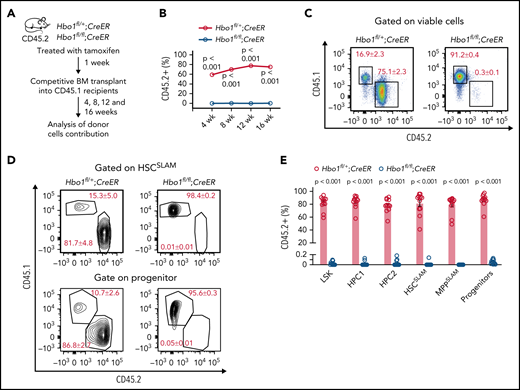 HBO1 is required for the repopulating ability of HSCs. (A-E) Two million bone marrow donor cells from Hbo1fl/+;CreER or Hbo1fl/fl;CreER mice (CD45.2+; n = 4 animals per genotype) were collected 1 week after the first dose of tamoxifen and transplanted with 0.5 million WT competitor cells (CD45.1+) into 3 lethally irradiated C57BL/6 congenic recipients (CD45.1+, 2 doses of 5.5 Gy separated by 3 hours). (A) Experimental design and timeline. (B) Percentage contribution of CD45.2+ donor cells to peripheral white blood cells over time after transplantation assessed by flow cytometry. (C) Representative FACS plots indicating contribution of competitor cells (CD45.1+) and donor cells (CD45.2+) in peripheral blood 16 weeks after bone marrow transplantation. (D-E) Representative FACS plots and enumeration of the contributions of competitor and donor cells in the HSPC compartments of the bone marrow. Percentages of parental gate are indicated on the FACS plots. Data are displayed as mean ± SEM and were analyzed using a 2-tailed Student t test. The same experiment but using the Mx1-Cre to delete Hbo1 is displayed in supplemental Figure 4.