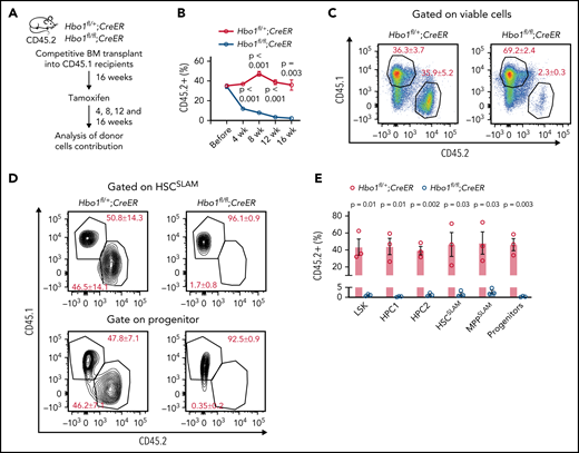 Hbo1 deletion in bone marrow chimeras causes a gradual loss of Hbo1-deleted blood cells. (A-E) One million viable bone marrow donor cells from Hbo1fl/+;CreER or Hbo1fl/fl;CreER mice (CD45.2+; n = 3 animals per genotype) were transplanted with 0.5 million WT competitor cells (CD45.1+) into lethally irradiated C57BL/6 congenic recipients (CD45.1+). Sixteen weeks later, when the bone marrow was reconstituted, mice were treated 3× with tamoxifen (150 mg/kg BW per dose, doses 48 hours apart). (A) Experimental design and timeline. (B) Percentage contributions of CD45.2+ donor cells to peripheral white blood cells over time. (C) Representative FACS plots of contribution of competitor cells (CD45.1+) and donor cells (CD45.2+) to peripheral white blood cells 16 weeks after bone marrow transplantation. (D-E) Representative FACS plots and enumeration of the contributions of competitor and donor cells in the HSPC compartments. Percentages of parental gate are indicated on the FACS plots. Data are displayed as mean ± SEM and were analyzed using a 2-tailed Student t test.