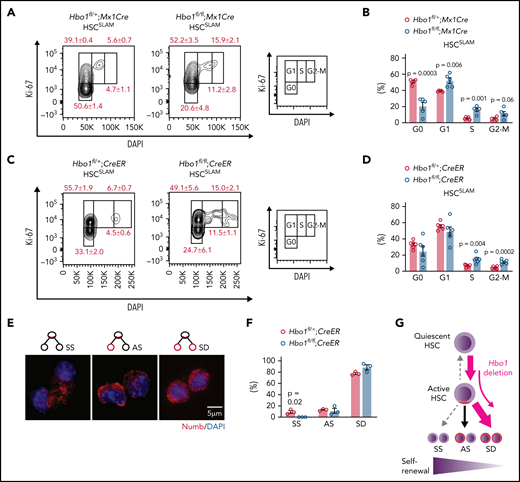Hbo1 deleted HSCs exit quiescence and fail to undergo symmetric self-renewing divisions. (A-B) Hbo1fl/+;Mx1Cre and Hbo1fl/fl;Mx1Cre mice (n = 5 animals per genotype) were injected 3× with poly(I:C) (2.5 mg/kg BW per dose, doses 48 hours apart). Bone marrow was collected 7 days after the first poly(I:C) injection. Representative FACS plots and percentages of HSCSLAM at different stages of the cell cycle. Note the more than twofold increase in cells in S phase. (C-D) Hbo1fl/+;CreER and Hbo1fl/fl;CreER mice (n = 6 animals per genotype) were treated with tamoxifen (150 mg/kg BW per dose, doses 48 hours apart). Bone marrow was collected 7 days after the first tamoxifen dose. Representative FACS plots and percentages of HSCSLAM at different stages of the cell cycle. (E-F) Hbo1fl/+;CreER and Hbo1fl/fl;CreER mice (n = 3 animals per genotype) were treated 3× with tamoxifen (150 mg/kg BW per dose, doses 24 hours apart). LSKCD150+ cells were sorted by FACS 3 days after the first tamoxifen treatment and plated on an 8-well chamber slide coated with GFP-labeled OP9 feeder cells in StemSpan medium with SCF (30 ng/mL) and FLT3 ligand (30 ng/mL) overnight. Nocodazole (20 nM) was added after ∼16 hours. Cells were cultured for another 24 hours and then fixed and stained with antibodies to numb and GFP and counterstained with DAPI. (E) Representative of images of symmetric self-renewing (SS), asymmetric (AS), and symmetric differentiating divisions (SD) with numb (red) and DAPI (blue; GFP green, not shown). (F) Enumeration of cells with division patterns of SS, AS, or SD division in LSKCD150+ cells. (G) Model proposing HSCs lacking HBO1 exited the quiescent state through SD instead of SS division and consequently declined in numbers. Data are displayed as mean ± SEM and were analyzed using a 2-tailed Student t test.