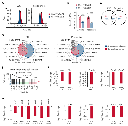 HBO1 activates genes involved in HSC quiescence and self-renewal. (A-B) H3K14ac levels in LSK and progenitor cells in Hbo1fl/+;CreER and Hbo1fl/fl;CreER mice. Mice (n = 3 per genotype) were treated 3× with tamoxifen (150 mg/kg BW per dose, doses 48 hours apart). Bone marrow was collected 7 days after the first tamoxifen treatment. LSK and progenitor cells were sorted by FACS and then fixed and stained with anti-H3K14ac antibodies detected with fluorescently coupled secondary antibodies. (A) Representative FACS plots of H3K14ac levels in LSKs and progenitor cells. Gray peak, control LSK and progenitor cells (Hbo1fl/+;CreER). Red peak, LSK and progenitor cells lacking HBO1 (Hbo1fl/fl;CreER). (B) Mean fluorescence intensity of H3K14ac levels in control and Hbo1fl/fl;CreER LSK and progenitor cells. Data are displayed as mean ± SEM and were analyzed using a Student t test. (C-G) RNA-seq results of LSK and progenitor cells. Hbo1fl/+;CreER and Hbo1fl/fl;CreER mice (n = 4 animals per genotype) were treated 3x with tamoxifen (150 mg/kg BW per dose, doses 24 hours apart). Hbo1fl/+;Mx1Cre and Hbo1fl/fl;Mx1Cre mice (n = 4 animals per genotype) were injected 3x with poly(I:C) (2.5 mg/kg BW per dose, doses 48 hours apart). To achieve a similar stage of HSCDN and progenitor reduction after Mx1Cre- and CreER-mediated Hbo1 deletion (compare Figure 2 and supplemental Figure 3), bone marrow was collected 3 days after the first tamoxifen treatment and 7 days after the first poly(I:C) injection. LSK and progenitor cells were FACS sorted. Barcoded RNA sequencing libraries were generated from RNA (50 ng) of sorted LSK cells or progenitor cells and sequenced on the Illumina HiSeq 2000 platform. Between 19 million and 43 million 80 bp paired-end reads for each sample were obtained. After individual assessment, which revealed similar results (supplemental Figure 12), sequencing data were pooled from Hbo1Mx1Cre and Hbo1CreER mice within cell type. (C) Venn diagram showing the numbers of up- (red) or downregulated genes (blue) in LSK and progenitor cells with significance corrected for multiple testing (FDR < 0.05). (D) Radar charts showing differentially expressed genes (FDR < 0.05) binned by expression levels as up- (red) or downregulated (blue) in LSK and progenitor cells. (E) Hematopoietic cell lineage signature genes (path:mmu 04640) were downregulated in Hbo1-deleted LSKs when compared with control cells (P = .0003). The horizontal axis shows t statistics for all genes in LSK cells. Black bars mark positions of genes annotated in the hematopoietic cell lineage signature. Worm shows relative enrichment of the hematopoietic cell lineage signature genes relative to uniform ordering of genes in LSK data set. (F-G) Genes encoding transcription factors and receptors crucial for HSC functions significantly reduced in Hbo1-deleted LSK cells. Data are displayed as mean ± SEM and were analyzed as stated under RNA-seq in the "Material and methods" section. FDR, false discovery rate; RPKM, reads per kilobase of transcript per million mapped reads.