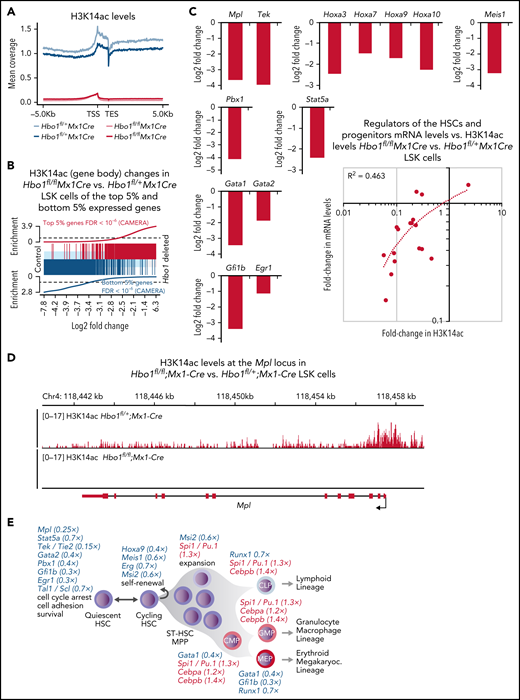 Loss of H3K14ac in the absence of HBO1 affects most genes, including important hematopoietic genes. (A-E) Levels of acetylated lysine 14 on histone H3 (H3K14ac) in Hbo1fl/fl;Mx1-Cre vs Hbo1fl/+;Mx1-Cre control LSK cells was assessed by CUT&Tag sequencing. This experiment was repeated twice. (A) H3K14ac sequencing read coverage plot of gene bodies plus or minus 5 kb in Hbo1fl/fl;Mx1-Cre vs Hbo1fl/+;Mx1-Cre control LSK cells. (B) Barcode plot depicting the correlation between the H3K14ac levels changes in the gene bodies in Hbo1fl/fl;Mx1-Cre vs Hbo1fl/+;Mx1-Cre control LSK cells (depicted by the light blue/gray/pink box) and the top 5% highest (red) and bottom 5% lowest (blue) expressed genes (depicted by the vertical lines). (C) H3K14ac levels in genes regulating hematopoietic stem cell function in Hbo1fl/fl;Mx1-Cre vs Hbo1fl/+;Mx1-Cre control LSK cells. A correlation between mRNA levels of genes depicted in panel F and the H3K14 acetylation changes at these genes. The downregulated gene expression changes shown graphically have a proportional lack of H3K14 acetylation, whereas the 3 upregulated genes are comparatively less affected. (D) Sequencing read depth plots over the Mpl gene of Hbo1fl/fl;Mx1-Cre vs Hbo1fl/+;Mx1-Cre control LSK cells corrected for D. melanogaster spike-in. One animal per genotype shown, illustrating the higher level of H3K14ac around the transcription start site and the coverage of the gene body in the control samples and the near absence of reads in the Hbo1-deleted samples. Black tracts represent control samples and gray tracts represent Hbo1-deleted samples. Supportive data shown in supplemental Figures 13 and 14 including replicate tracts of the Mpl locus and tracts of the Tek locus. (E) Consequences of loss of HBO1 on hematopoiesis. Insufficient expansion and premature differentiation of HSCs results in insufficient numbers of mature cell types. (F) Working model of HBO1 function in adult hematopoiesis. HBO1 is a major regulator for adult hematopoiesis through promoting the expression of multiple genes encoding transcription factors and receptors crucial for HSC quiescence and self-renewal. Important transcriptional and signaling regulators that are required for HSC functions are listed in a simplified schematic of adult hematopoiesis. Genes in blue are downregulated (fold-change in brackets) and genes in red are upregulated (fold-change in brackets) in Hbo1-deleted LSK cells compared with control cells. The specific functions indicated are based on published reports for Gata2,63-66Mpl,60,61Mpl, Stat5, Tek,62Hoxa9,68,69Pbx1,70Meis1,71-73Gfi1b,75Egr176 (see text for "Discussion"), as well as Tal1/Scl,77Erg,78,79Msi280; Runx1;81Spi1,51,52Gata1,82Cebpa,53 and Cebpb.83