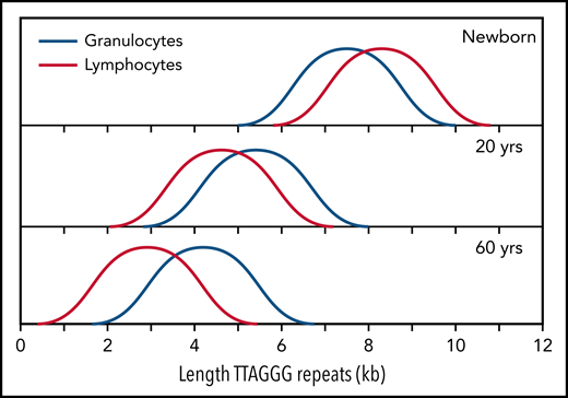 Normalized telomere length distribution in lymphocytes and granulocytes from normal, healthy individuals at the indicated ages. Data for schematic distributions are shown in Figure 2. Calculated length of telomere repeats rather than data compatible with terminal restriction fragment (TRF) results are shown by subtraction of 3 kb of subtelomeric DNA (included in TRF values and data shown in Figure 2). Note that the age-related decline in telomere length is not linear over time and is more pronounced in lymphocytes than in granulocytes.