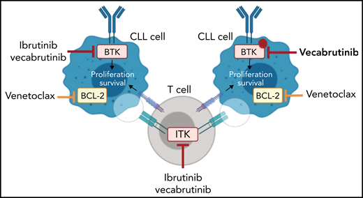 The noncovalent BTK/ITK inhibitor vecabrutinib can block wild-type and C481S-mutant BTK in preclinical models. Vecabrutinib has immunomodulatory effects similar to those of ibrutinib in the murine Eμ-TCL1 model. Treatment with a combination of vecabrutinib and venetoclax leads to prolonged survival of Eμ-TCL1 mice. Illustration created with BioRender.com.