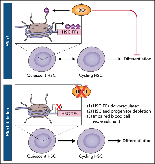Model of HSC quiescence and self-renewal promoted by HBO1-mediated H3K14 acetylation (Ac). Deletion of Hbo1 results in downregulation of transcription factors (TFs) that are important for HSC maintenance, leading to increased differentiation. Professional illustration by Patrick Lane, ScEYEnce Studios.