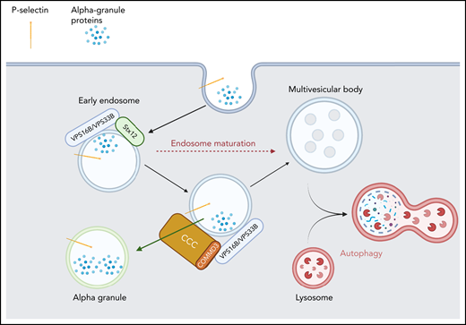 α-Granule protein trafficking through endosomal compartments. Some α-granule proteins are endocytosed into early endosomes where sorting occurs. STX12 is required for membrane fusion to deliver that cargo. The VPS16B/VPS33B complex initially binds STX12 and then may be handed off to the CCC complex. CCC facilitates retrieval of these proteins from the endosomal system and directs them to α-granules.