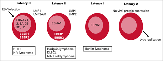 Latency types after EBV infection range from latency III to latency I/0. Latency III expresses all EBV-encoded proteins and is the most immunogenic, with expression of the immunodominant EBNA3 antigens. Latency II is less immunogenic, expressing only EBNA1, with 2 EBERs and LMP1 and LMP2. Latency III tumors are most amenable to adoptive cellular therapy, although LMP-specific T cells have also shown efficacy for latency II tumors. DLBCL, diffuse large B-cell lymphoma.