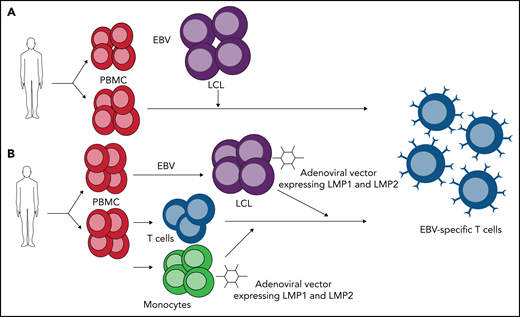 ESTs generated targeting latency type III vs latency type II EBV-associated lymphoproliferative disorders. Mononuclear cells are isolated from peripheral blood from autologous or allogeneic donor. (A) Laboratory-strain EBV infects peripheral blood mononuclear cells (PBMCs) to generate LCLs. LCLs express all EBV-encoded proteins and are used as antigen-presenting cells in coculture with PBMCs to expand ESTs, which target immunodominant EBNA3 and other EBV latent antigens. (B) Laboratory-strain EBV infects PBMCs to generate LCLs, which are transduced with adenoviral vector expressing LMP1 and LMP2. Monocytes are also transduced with adenoviral vector expressing LMP1 and LMP2 and cocultured with isolated T cells. Transduced LCLs are used in second stimulation to further expand LMP-specific T cells.