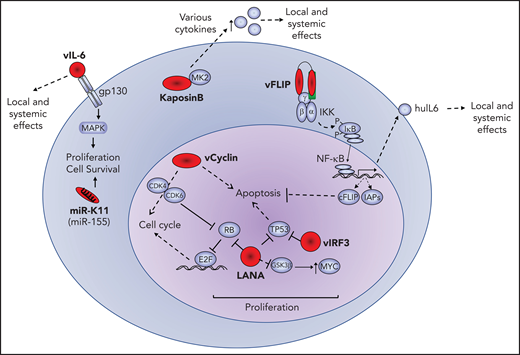 Oncogenic effects of viral oncoproteins. Latent viral proteins (LANA, vCYC, vFLIP, IRF3, and kaposin B) and messenger RNA (miR-K11) are expressed in PEL and depicted in red. Their effects or interactions with representative cellular proteins (blue) is shown. The pathogenic effects of these viral factors include increased cellular proliferation, inhibition of apoptosis and enhanced cellular survival, and production of human cytokines that may have local and systemic effects. cFLIP, cellular FLIP; huIL-6, human IL-6; IAP, inhibitor of apoptosis; MAPK, mitogen-activated protein kinase.
