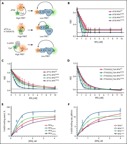 All RPA mutant heterotrimeric proteins exhibit increased affinity for ssDNA, and RPAV227A and RPAE240K possess increased capacity to unfold human telomeric G-quadruplex (h-telG4) DNA. (A) Schematic depiction of the experimental schemes for the Förster resonance energy transfer (FRET)-based assays. Binding of RPA:RPA1WT (RPAWT), RPA:RPA1V227A (RPAV227A), RPA:RPA1V270A (RPAV270A), and RPA:RPA1E240K (RPAE240K) proteins was monitored by using 1 nM dT30 ssDNA molecules (top), 1 nM dT15, or TTAGGGTAAGGGTAA telomeric DNA sequence (middle) labeled with Cy3 and Cy5 fluorescent dyes at the 5′ and 3′ ends, respectively. High FRET corresponds to free ssDNA, and low FRET reflects RPA binding. Unfolding of the h-telG4 was monitored by using the (TTAGGG)5 sequence (bottom). FRET between the Cy3 and Cy5 dyes calculated for the h-telG4 in the absence of proteins and in buffer containing K+ corresponds to 100% folded quadruplex, whereas the FRET value of h-telG4 in the presence of saturating concentrations of RPAE240K in buffer containing Li+ corresponds to 100% unfolded h-telG4. (B) Stoichiometric binding (1 RPA: 1 dT30 molecule) was observed for RPAE240K, and nearly stoichiometric binding was observed for RPAWT, RPAV227A, and RPAV270A. The arrows mark the respective protein concentrations at inflection points of the 2-line linear regression fit. dT15 (C) and TTAGGGTAAGGGTAA (D) telomeric DNA sequence binding to RPAWT, RPAV227A, RPAV270A, and RPAE240K. The data were fitted to a quadratic binding equation. The calculated Kds with respective fitting errors are listed in supplemental Table 3. (E-F) Melting of the h-telG4 DNA, stabilized by the presence of 100 mM KCl. (E) Extent of the h-telG4 melting reactions was calculated from the plateaus of each respective time course. (F) h-telG4 melting rates for RPAWT, RPAV227A, RPAV270A, and RPAE240K were calculated from the slopes of FRET change during the first 20 seconds of each time course (supplemental Figure 4). The data were fitted to a quadratic binding equation. The calculated apparent Kds with respective fitting errors are listed in supplemental Table 3. In all panels, the data are shown as average for 3 independent experiments. Error bars represent standard deviation. Where not shown, error bars are smaller than the data points.