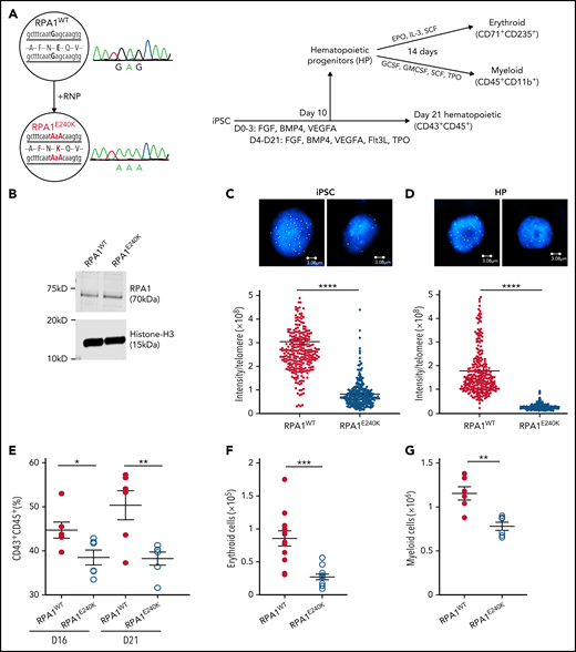 Human RPA1E240K iPSC exhibit telomere shortening and reduced hematopoietic potential. (A) Left panel: Healthy control iPSC (RPA1WT) following CRISPR/Cas9–guided homozygous c.718G>A (p.E240K, as E240K) modification within endogenous RPA1 locus (RPA1E240K) confirmed with Sanger analysis. Right panel: Illustration of iPSC monolayer-based differentiation to HPs and subsequently to erythroid and myeloid cell lineages. Day 10 HP cells were fluorescence-activated cell-sorted and cultured in erythroid or myeloid differentiation media for 14 days. In parallel, iPSC-derived HP were further cultured until day 21 to assess for expression of pan-hematopoietic markers. (B) Immunoblot analysis of RPA1 expression in RPA1WT and RPA1E240K iPSC whole-cell extracts with histone H3 as loading control. Telomere length in RPA1WT passage 17 and RPA1E240K passage 12 iPSCs (C) and iPSC-derived HP cells (D) using quantitative FISH. Graphs represent mean ± standard error of the mean (SEM) of 1 of 3 independent experiments (Student t test, ****P < .0001). (E) Decreased percentage of CD43+CD45+RPA1E240K hematopoietic cells compared with RPA1WT at days 16 and 21. Data represent mean ± SEM of 2 independent experiments (Student t test, *P = .03, **P = .0074). (F) Graphical representation of CD71+CD235+ erythroid cells from iPSC-derived erythroid cultures at day 14. Data represent mean ± SEM of 4 independent experiments (Student t test, ***P = .0002). (G) Plot representation of CD45+CD11b+ myeloid cells from iPSC cultures. Data represent mean ± SEM of 2 independent experiments (Student t test, **P = .0018). EPO, erythropoietin; IL-3, interleukin-3; GMCSF, granulocyte-macrophage colony-stimulating factor; GCSF, granulocyte colony-stimulating factor; SCF, stem cell factor; TPO, thrombopoietin.