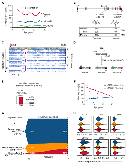 Natural evolution of disease and somatic genetic rescue in P1. (A) White blood cells (WBC, triangles), hemoglobin (Hgb, circles), and platelets (diamonds) plotted over 23 years for P1 (pedigree 1). Red arrow indicates time of clinical presentation. (B) Illustration of germline RPA1 variant in exon 9 and somatic mutation in exon 16 with respective DNA Sanger electropherograms from BM. Bottom table depicts variant allelic frequencies from exome sequencing performed in BM and skin fibroblast DNA and RNA sequencing from BM when patient was aged 20 years. (C) Copy number neutral UPD encompassing RPA1 locus at 17p13.3 (red arrow) identified by using an SNP array. Serial SNP array analysis in BM granulocytes shows UPD expansion over time (denoted by purple brackets). (D) Schematic of RPA1 locus (gray bar) with germline (c.718) and somatic (c.1735) mutational spots 17 kb apart. Three haplotype orientations between c.718 and c.1735 identified in marrow DNA of P1 at age 19 years from 2 independent experiments using digital droplet polymerase chain reaction: left haplotype, wt/wt (c.718G wild type/c.1735G wild type) denoted by black boxes; middle haplotype, mut/wt (c.718A mutant/c.1735G wild type) denoted by green and black boxes; and right haplotype, mut/mut (c.718A mutant/c.1735T mutant) denoted by green and red boxes. (E) Ultra-deep amplicon sequencing of bone marrow DNA and RNA targeting position of RPA1 somatic mutation (c.1735) confirms near total loss of mutant RNA. (F) Longitudinal deep sequencing in BM samples from diagnosis to age 25 years showing decrease in allele frequency of the germline c.G718G>A variant (red line) and increase of the somatic c.1735G>T mutation (blue line). (G) Single cells from P1 BM at ages 13 and 17 years were sequenced for germline (RPA1:chr17:1782314:G>A) and somatic (RPA1:chr17:1798378:G>T) mutational positions using single-cell DNA (scDNA) sequencing Tapestri Platform. Violin plot shows 3 clonal populations, including homozygous wild type (blue, RPA1WT/WT; rescue clone 1 = UPD17p), heterozygous RPA1E240K/WT (gold, native state hematopoiesis), and heterozygous c.718G>A with concurrent c.1735G>T stop-gain (red, RPA1E240K/WT + K579*= rescue clone 2). (H) Tapestri single-cell multi-omic analysis combining DNA mutation data and surface protein expression performed in P1 BM at age 17 years. Panels depict 3 clones (color coding identical to that in panel G) constructed from 2110 high-quality cells with normalized protein expression of markers for hematopoietic stem and progenitor cells (CD34), stem cells (CD90), progenitors (CD38), and terminally differentiated cells, including myeloid (CD11b), B-lymphoid (CD19), and T-lymphoid (CD3) cells.