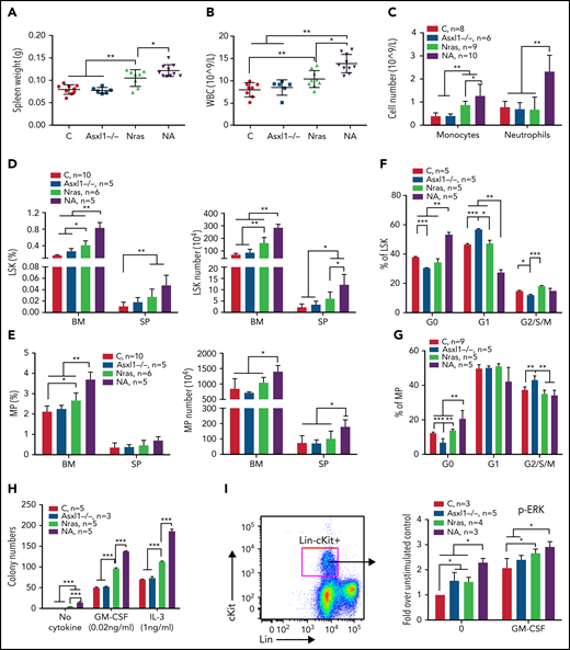 Asxl1−/− promotes ERK hyperactivation and CMML-like phenotypes in NrasG12D/+ mice. Control (C; Vav-Cre), Asxl1−/− (Asxl1−/−), NrasG12D/+ (Nras), and NrasG12D/+;Asxl1−/− (NA) mice were euthanized at age 6 weeks. Quantification of (A) spleen weight, (B) white blood cells (WBCs) in peripheral blood, and (C) numbers of monocytes and neutrophils in peripheral blood. (D-E) Frequencies and absolute numbers of (D) LSK cells and (E) MP cells in bone marrow (BM; including femurs and tibias) and spleen (SP). (F-G) Cell cycle analysis of (F) LSK cells and (G) MP cells from bone marrow using Ki67 and 4′,6-diamidino-2-phenylindole (DAPI). (H) A total of 5 × 104 bone marrow cells were plated in duplicate and cultured in semisolid medium with or without granulocyte-macrophage colony-stimulating factor (GM-CSF) or interleukin-3 (IL-3). Colony numbers were counted after 7 days in culture. (I) Bone marrow cells were serum- and cytokine-starved for 2 hours at 37°C. Cells were then stimulated with or without 2 ng/mL of murine GM-CSF for 10 minutes at 37°C. Levels of pERK1/2 were measured using phospho-flow cytometry in Lin–/lowc-Kit+ cells. Data are presented as mean + standard deviation (SD). *P < .05; **P < .01; ***P < .001.
