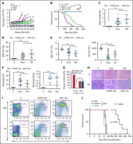 Asxl1−/− co-operates with NrasG12D/+ to promote CMML progression and AML transformation. (A) The absolute numbers of monocytes in peripheral blood of control (Vav-Cre), Asxl1−/−, Nras, and NA mice were monitored regularly. Monocytosis (red dash line) is defined as threefold over the average number of control monocytes. (B) Kaplan-Meier survival curves were plotted against days after birth. P values were determined using the log-rank test. (C-I) Moribund Nras and NA mice and age-matched control mice were analyzed. (C-F) Quantification of (C) spleen weight, (D) numbers of WBCs, (E) numbers of red blood cells (RBCs), and platelets (PLT), and (F) frequencies and numbers of monocytes in peripheral blood. Green triangles: NA mice with CMML; purple triangles, NA mice with AML. Red dashed line (F) indicates monocytosis as described above. (G) Quantification of disease incidence (χ2 analysis). (H) Representative spleen hematoxylin and eosin–stained sections from Control, Nras, and NA mice. Black scale bar, 500 μm; red scale bar, 20 μm. (I) Mac1 and c-Kit analysis of bone marrow and spleen cells from control and NA mice with CMML-like or AML-like disease. (J) Malignant cells from moribund NA mice with CMML-like or AML-like disease were transplanted into sublethally irradiated recipient mice (CD45.1+). Kaplan-Meier survival curves were plotted against days after transplantation. P values were determined using the log-rank test. Data are presented as mean + SD. *P < .05; **P < .01; ***P < .001.