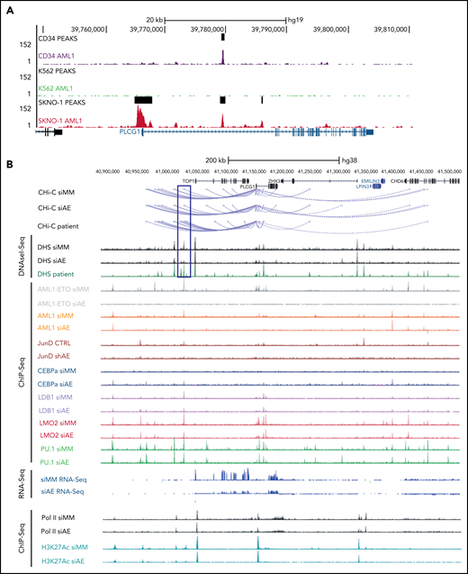 PLCG1 is a target of AML1-ETO. (A) AML1 ChIP-sequencing analysis on normal CD34+ cells, (BCR-ABL+) K562, and (AML1-ETO+) SKNO-1 cells (https://genome.ucsc.edu). (B) Screenshot displaying changes in PLCG1 transcript levels based on RNA-sequencing (RNA-Seq, blue). Binding patterns of AML1-ETO (AE), AML1, JunD, CEBPa, LDB1, LMO2, PU.1, RNA-polymerase II (POLII), H3K27ac, and DHS at the PLCG1 locus in Kasumi-1 or patient-derived cells based on ChIP-sequencing and DNaseI-sequencing as well as conservation at the PLCG1 locus as aligned reads. Upper lines show promoter-Capture Hi-C (CHi-C) data generated in Kasumi-1 or patient-derived cells identifying DHSs interacting with the PLCG1 promoter. All data following inactivation of AML1-ETO (siAE; shAE) compared with nontargeting control (siMM; CTRL).22-25 (C) Western blot analysis (left) and mRNA expression (right) in SKNO-1_Cas9-Blast cells (top) following CRISPR/Cas9 knockout using ETO-specific gRNA or a nontargeting control (sgLuc) and in Kasumi-1 cells (bottom) transduced with shRNA targeting AML1-ETO (AE) or empty vector control (shEV). n = 3 independent experiments; representative blot images are shown. (D) mRNA expression of PLCG1 (top) and AML1-ETO (bottom) in human embryonic stem (ES) cell-derived definitive hematopoietic progenitors expressing a Dox-inducible AML1-ETO fusion (data from 3 independent ES cell clones are shown). (E) Human ES-cell derived definitive hematopoietic progenitors expressing a Dox-inducible AML1-ETO fusion. ChIP-seq analysis displaying AML1-ETO binding at the PLCG1 locus (blue) without Dox (0 Dox) and after Dox treatment (5 ng/mL; 5 Dox) for 24 hours. Chromatin accessibility at the PLCG1 locus (green) after Dox treatment as indicated by ATAC-seq.