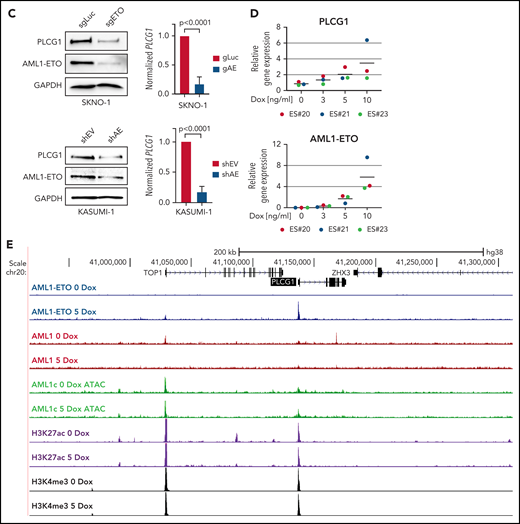 PLCG1 is a target of AML1-ETO. (A) AML1 ChIP-sequencing analysis on normal CD34+ cells, (BCR-ABL+) K562, and (AML1-ETO+) SKNO-1 cells (https://genome.ucsc.edu). (B) Screenshot displaying changes in PLCG1 transcript levels based on RNA-sequencing (RNA-Seq, blue). Binding patterns of AML1-ETO (AE), AML1, JunD, CEBPa, LDB1, LMO2, PU.1, RNA-polymerase II (POLII), H3K27ac, and DHS at the PLCG1 locus in Kasumi-1 or patient-derived cells based on ChIP-sequencing and DNaseI-sequencing as well as conservation at the PLCG1 locus as aligned reads. Upper lines show promoter-Capture Hi-C (CHi-C) data generated in Kasumi-1 or patient-derived cells identifying DHSs interacting with the PLCG1 promoter. All data following inactivation of AML1-ETO (siAE; shAE) compared with nontargeting control (siMM; CTRL).22-25 (C) Western blot analysis (left) and mRNA expression (right) in SKNO-1_Cas9-Blast cells (top) following CRISPR/Cas9 knockout using ETO-specific gRNA or a nontargeting control (sgLuc) and in Kasumi-1 cells (bottom) transduced with shRNA targeting AML1-ETO (AE) or empty vector control (shEV). n = 3 independent experiments; representative blot images are shown. (D) mRNA expression of PLCG1 (top) and AML1-ETO (bottom) in human embryonic stem (ES) cell-derived definitive hematopoietic progenitors expressing a Dox-inducible AML1-ETO fusion (data from 3 independent ES cell clones are shown). (E) Human ES-cell derived definitive hematopoietic progenitors expressing a Dox-inducible AML1-ETO fusion. ChIP-seq analysis displaying AML1-ETO binding at the PLCG1 locus (blue) without Dox (0 Dox) and after Dox treatment (5 ng/mL; 5 Dox) for 24 hours. Chromatin accessibility at the PLCG1 locus (green) after Dox treatment as indicated by ATAC-seq.