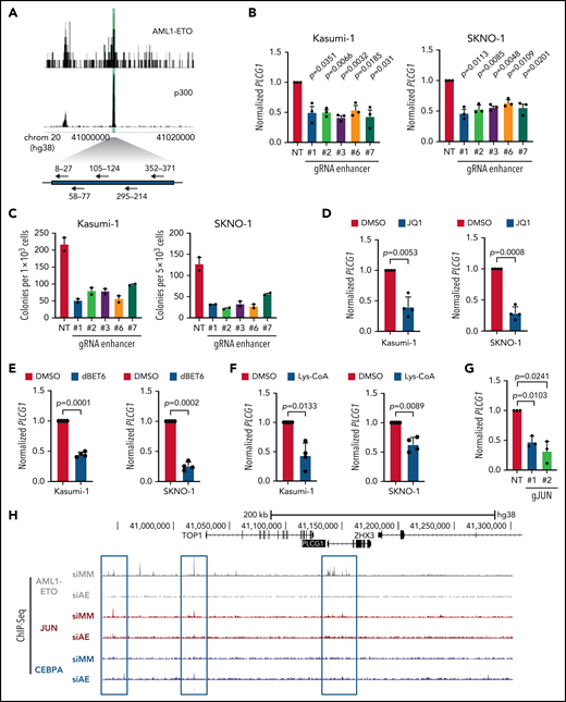 An intergenic AML1-ETO binding non-coding element is essential for PLCG1 expression. (A) Schematic model of the 500-bp intergenic element characterized by p300 and AML1-ETO binding sites (green) in Kasumi-1 cells. sgRNAs targeting this region are shown with arrows. (B) PLCG1 mRNA expression in Kasumi_Cas9-EGFP cells (left) and SKNO-1_Cas9-Blast cells (right) following CRISPR/Cas9-induced knockout of the 500-bp intergenic region using specific gRNAs or a nontargeting control (NT). n = 3 independent experiments, in duplicate; paired Student t test. (C) Colony-forming assay of Kasumi-1_Cas9_EGFP cells (left) and SKNO-1_Cas9-Blast cells (right) (day 14) following genetic inactivation of the 500-bp enhancer region using specific sgRNAs compared with nontargeting control (NT); n = 2 independent experiments. (D-F) mRNA expression of PLCG1 (normalized to Beta2-microglobulin) in Kasumi-1 and SKNO-1 cells after treatment with (D) JQ1 (1 μM, 24 hours), (E) dBET6 (1 μM, 24 hours), and (F) Lys-CoA (1 μM, 24 hours) compared with diluent control (DMSO). n = 4 independent experiments, in duplicate; paired t test. (G) mRNA expression of PLCG1 in Kasumi-1 cells after knockout of JUN using CRISPR/Cas9 (gJUN #1 and #2) or a nontargeting control (NT). n = 3 independent experiments, in triplicate; paired t test. (H) Screenshot displaying binding patterns of AML1-ETO, JUN, and CEBPa at the PLCG1 locus in Kasumi-1 cells based on ChIP-seq. All data following inactivation of AML1-ETO (siAE) compared with nontargeting control (siMM). Relevant peaks are highlighted with boxes.