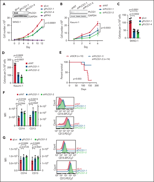 AML1-ETO–induced cellular functions depend on PLCG1. Proliferation assayed by cell counting after trypan blue exclusion for (A) SKNO-1_Cas9-Blast cells transduced with gRNAs targeting PLCG1, RPA3, or a nontargeting control (gLuc) and (B) Kasumi-1 cells transduced with shRNAs targeting PLCG1or a nontargeting control (shSCR). n = 4-5 independent experiments, 1-way ANOVA. Representative western blot images confirming PLCG1 depletion are shown (day 5 or 7 postinfection). Colony-forming unit analysis in (C) SKNO-1_Cas9-Blast and (D) Kasumi-1 cells on day 14. n = 4-6 independent experiments; paired Student t test. (E) Kaplan-Meier survival curves of humanized NSGS recipient mice, n = 14 mice for shPLCG1-1 or shPLCG1-2 vs n = 10 mice for nontargeting control (shSCR); shown are 3 independent cohorts, Mantel-Cox test. (F-G) Quantitative analysis (left) and representative histograms (right) after flow-cytometric evaluation of CD14 and CD13 expression on (F) Kasumi-1 cells transduced with shRNAs targeting PLCG1or a nontargeting control (shSCR) and (G) SKNO-1_Cas9-Blast cells transduced with gRNAs targeting PLCG1 or a nontargeting control (gLuc). n = 4 independent experiments; paired t test. (H) GSEA of expression changes in 160 hematopoiesis and leukemia-associated gene sets in Kasumi-1 cells transduced with a PLCG1 shRNA (sh1-1) against a nontargeting control (n = 4 for each group). Plotted are normalized enrichment scores (NES) against the log10 false discovery rate (FDR). FDR <0.1 is indicated by the vertical line. (I-J) GSEA showing upregulation of genes bound and repressed by the AML1-ETO fusion protein in Kasumi-1 cells transduced with a PLCG1 shRNA against a nontargeting control. (K) GSEA of expression changes in 160 hematopoiesis and leukemia-associated gene sets in SKNO-1_Cas9-Blast cells transduced with a PLCG1 sgRNA against a nontargeting control (n = 4 for each group). Plotted are normalized enrichment scores (NES) against the log10 FDR. FDR <0.1 is indicated by the vertical line.