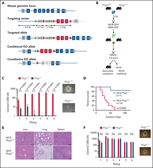 AML1-ETO transformed hematopoietic stem cells depend on PLCG1. (A) Targeting strategy for the conditional Plcg1 knockout mouse model. Exons 3 to 5 are flanked with LoxP sites (red triangles) to facilitate tissue-specific deletion. FRT sites, green triangles. (B-F) GFP+Kit+ BM cells of Plcg1+/+ and Plcg1F/F AML1-ETO/KRAS (AE/K) or MLL-AF9 (MA9) primary recipients were sorted and retrovirally infected with a Cre-recombinase (MSCV-Cre-puro), followed by 24 hours of puromycin selection. (C) Serial replating in methylcellulose. Colony counts per plating over 6 weeks are depicted for AML1-ETO/KRAS. Representative pictures of colonies (second plating). n = 3 independent experiments, in duplicate; paired t test. (D) Kaplan-Meier survival curves of recipient animals of AE/K transformed Plcg1+/+ (n = 16 mice) vs Plcg1−/− (n = 7 mice) LSCs, Mantel-Cox test. (E) Histologic analysis of liver, lung, and spleen morphology in Plcg1+/+ or Plcg1−/− AML1-ETO9a/KRAS (AE/K) transformed secondary recipients. Representative images are shown. Scale bars, 100 μm. (F) Serial replating in methylcellulose. Colony counts per plating over 6 weeks are depicted for MLL-AF9. Representative pictures of colonies (second plating). n = 3 independent experiments, in duplicate; paired t test. (G) Heatmap of differentially expressed genes in AE/KRAS transformed Plcg1+/+ (n = 2) vs Plcg1−/− (n = 3) LSCs 48 hours after genetic deletion of Plcg1. Red zones represent higher gene expression (upregulation); blue zones represent lower gene expression (downregulation). (H) GSEA indicating loss of AML1-ETO (RUNX1-RUNX1T1) target genes (top) and negative enrichment of PLCG1 target genes (bottom) in the AML1-ETO knockdown signature of Kasumi-1 cells. AE, AML1-ETO; k/d, knockdown; MM, mismatch control; NES, normalized enrichment score; NT, nontargeting control. (I) Schematic representation of the experimental setup to study the effects of Plcg1 inactivation on AML1-ETO/KRAS (AE/K)-transformed LSCs in vivo. (J) Analysis of sublethally (7 Gy) irradiated 6- to 8-week-old primary recipients of AE/K-transformed Plcg1+/+ and Plcg1F/F LSK cells. pIpC injections were administered intraperitoneally as indicated by arrows. Immunophenotyping of (GFP+) leukemia cells in peripheral blood of primary recipient mice. Plcg1+/+ (n = 9 mice) vs Plcg1−/− (n = 9 mice). (K) Survival of primary recipient mice. Plcg1+/+ (n = 12 mice) vs Plcg1−/− (n = 12 mice). Mantel-Cox test. (L) Immunophenotyping of GFP+ bone marrow (BM) LSKs (Plcg1+/+ n = 8 mice, Plcg1−/− n = 9 mice; Mann-Whitney U test. (M) Cytospins (May-Grünwald/Giemsa staining) of GFP+ LSK cells following short-term (24-hour) culture ex vivo. (N) Cell-cycle analysis (Ki67/Hoechst staining) of GFP+ LSK cells from primary recipient mice following genetic inactivation of Plcg1 in vivo (Plcg1+/+, n = 6 mice vs Plcg1−/−, n = 6 mice; Mann-Whitney U test). (O) Kaplan-Meier survival curves of secondary recipients of 2 × 106 BM cells from primary Plcg1+/+ (n = 11) and Plcg1−/− (n = 10) recipient mice, Mantel-Cox test. (P) Colony formation of leukemic bone marrow cells derived from patients at primary diagnosis of t(8;21) positive AML (n = 6 individual patients). Colony number following PLCG1 depletion by RNAi (shPLCG1-1 and 1-2) compared with nontargeting control (shSCR).