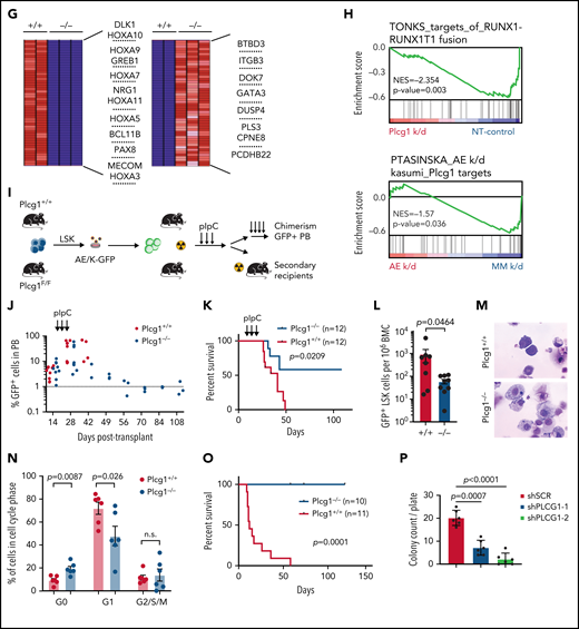 AML1-ETO transformed hematopoietic stem cells depend on PLCG1. (A) Targeting strategy for the conditional Plcg1 knockout mouse model. Exons 3 to 5 are flanked with LoxP sites (red triangles) to facilitate tissue-specific deletion. FRT sites, green triangles. (B-F) GFP+Kit+ BM cells of Plcg1+/+ and Plcg1F/F AML1-ETO/KRAS (AE/K) or MLL-AF9 (MA9) primary recipients were sorted and retrovirally infected with a Cre-recombinase (MSCV-Cre-puro), followed by 24 hours of puromycin selection. (C) Serial replating in methylcellulose. Colony counts per plating over 6 weeks are depicted for AML1-ETO/KRAS. Representative pictures of colonies (second plating). n = 3 independent experiments, in duplicate; paired t test. (D) Kaplan-Meier survival curves of recipient animals of AE/K transformed Plcg1+/+ (n = 16 mice) vs Plcg1−/− (n = 7 mice) LSCs, Mantel-Cox test. (E) Histologic analysis of liver, lung, and spleen morphology in Plcg1+/+ or Plcg1−/− AML1-ETO9a/KRAS (AE/K) transformed secondary recipients. Representative images are shown. Scale bars, 100 μm. (F) Serial replating in methylcellulose. Colony counts per plating over 6 weeks are depicted for MLL-AF9. Representative pictures of colonies (second plating). n = 3 independent experiments, in duplicate; paired t test. (G) Heatmap of differentially expressed genes in AE/KRAS transformed Plcg1+/+ (n = 2) vs Plcg1−/− (n = 3) LSCs 48 hours after genetic deletion of Plcg1. Red zones represent higher gene expression (upregulation); blue zones represent lower gene expression (downregulation). (H) GSEA indicating loss of AML1-ETO (RUNX1-RUNX1T1) target genes (top) and negative enrichment of PLCG1 target genes (bottom) in the AML1-ETO knockdown signature of Kasumi-1 cells. AE, AML1-ETO; k/d, knockdown; MM, mismatch control; NES, normalized enrichment score; NT, nontargeting control. (I) Schematic representation of the experimental setup to study the effects of Plcg1 inactivation on AML1-ETO/KRAS (AE/K)-transformed LSCs in vivo. (J) Analysis of sublethally (7 Gy) irradiated 6- to 8-week-old primary recipients of AE/K-transformed Plcg1+/+ and Plcg1F/F LSK cells. pIpC injections were administered intraperitoneally as indicated by arrows. Immunophenotyping of (GFP+) leukemia cells in peripheral blood of primary recipient mice. Plcg1+/+ (n = 9 mice) vs Plcg1−/− (n = 9 mice). (K) Survival of primary recipient mice. Plcg1+/+ (n = 12 mice) vs Plcg1−/− (n = 12 mice). Mantel-Cox test. (L) Immunophenotyping of GFP+ bone marrow (BM) LSKs (Plcg1+/+ n = 8 mice, Plcg1−/− n = 9 mice; Mann-Whitney U test. (M) Cytospins (May-Grünwald/Giemsa staining) of GFP+ LSK cells following short-term (24-hour) culture ex vivo. (N) Cell-cycle analysis (Ki67/Hoechst staining) of GFP+ LSK cells from primary recipient mice following genetic inactivation of Plcg1 in vivo (Plcg1+/+, n = 6 mice vs Plcg1−/−, n = 6 mice; Mann-Whitney U test). (O) Kaplan-Meier survival curves of secondary recipients of 2 × 106 BM cells from primary Plcg1+/+ (n = 11) and Plcg1−/− (n = 10) recipient mice, Mantel-Cox test. (P) Colony formation of leukemic bone marrow cells derived from patients at primary diagnosis of t(8;21) positive AML (n = 6 individual patients). Colony number following PLCG1 depletion by RNAi (shPLCG1-1 and 1-2) compared with nontargeting control (shSCR).