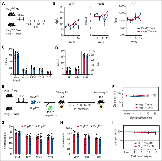 PLCG1 is dispensable for normal HSC function. (A) Experimental protocol for investigation of steady-state hematopoiesis. (B) White blood count (WBC), hemoglobin (HGB), and platelets (PLT) following genetic inactivation of Plcg1 (Plcg1−/−, n = 6) for 16 weeks of steady-state hematopoiesis, compared with Plcg1+/+ controls (n = 14). (C) Immunophenotypic quantification of mature myeloid (Gr-1 Mac-1; F4/80), B-lymphoid (B220; CD19), and T-lymphoid (CD3) bone marrow cells (Plcg1+/+, n = 10; Plcg1−/−, n = 6). (D) Immunophenotypic quantification of stem and progenitor cell abundance, specifically of hematopoietic stem cells (HSC: CD150+ CD48− L−S+K+) and multipotent progenitors (MPP: CD150 low, CD48+ L−S+K+) (Plcg1+/+, n = 10; Plcg1−/−, n = 6). (E) Protocol for assessing impact of Plcg1 loss on LT-HSC function by serial transplantation. (F) Peripheral blood chimerism of primary recipient mice (Plcg1+/+, n = 6; Plcg1−/−, n = 11); shown are 2 independent cohorts. (G) Immunophenotypic quantification of mature myeloid (Gr-1), B-lymphoid (B220; CD19), and T-lymphoid (CD3) bone marrow cells (Plcg1+/+, n = 6; Plcg1−/−, n = 6) from primary recipients. (H) Immunophenotypic quantification of stem and progenitor cell abundance, specifically of hematopoietic stem cells (HSC: CD150+ CD48− L−S+K+) and multipotent progenitors (MPP: CD150 low, CD48+ L−S+K+) (Plcg1+/+, n = 6; Plcg1−/−, n = 6). (I) Peripheral blood chimerism of secondary recipient mice (Plcg1+/+, n = 10; Plcg1−/−, n = 11); shown are 2 independent cohorts. (J) Colony count of BM cells derived from healthy donors. Genetic inactivation of PLCG1 by shRNA compared with nontargeting control (shSCR). n = 5, in duplicate. (K) Short-term stress analysis after serial 5-fluorouracil (5-FU) injections; Kaplan-Meier survival curve of Plcg1+/+ (n = 9) and Plcg1−/− (n = 7) mice injected intravenously (i.v.) with 150 mg/kg 5-FU (arrows) every 7 days. (L) Long-term stress analysis by serial 5-FU injections (2 monthly injections IV). Kinetics of hematopoietic recovery as measured by peripheral white blood count of Plcg1−/− (n = 8) and Plcg1+/+ (n = 5) mice during the 2 monthly 5-FU injection schedule. (M) Survival rates of Plcg1−/− (n = 8) and Plcg1+/+ (n = 5) mice during long-term 5-FU treatment.