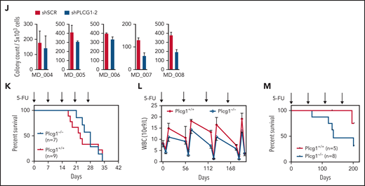 PLCG1 is dispensable for normal HSC function. (A) Experimental protocol for investigation of steady-state hematopoiesis. (B) White blood count (WBC), hemoglobin (HGB), and platelets (PLT) following genetic inactivation of Plcg1 (Plcg1−/−, n = 6) for 16 weeks of steady-state hematopoiesis, compared with Plcg1+/+ controls (n = 14). (C) Immunophenotypic quantification of mature myeloid (Gr-1 Mac-1; F4/80), B-lymphoid (B220; CD19), and T-lymphoid (CD3) bone marrow cells (Plcg1+/+, n = 10; Plcg1−/−, n = 6). (D) Immunophenotypic quantification of stem and progenitor cell abundance, specifically of hematopoietic stem cells (HSC: CD150+ CD48− L−S+K+) and multipotent progenitors (MPP: CD150 low, CD48+ L−S+K+) (Plcg1+/+, n = 10; Plcg1−/−, n = 6). (E) Protocol for assessing impact of Plcg1 loss on LT-HSC function by serial transplantation. (F) Peripheral blood chimerism of primary recipient mice (Plcg1+/+, n = 6; Plcg1−/−, n = 11); shown are 2 independent cohorts. (G) Immunophenotypic quantification of mature myeloid (Gr-1), B-lymphoid (B220; CD19), and T-lymphoid (CD3) bone marrow cells (Plcg1+/+, n = 6; Plcg1−/−, n = 6) from primary recipients. (H) Immunophenotypic quantification of stem and progenitor cell abundance, specifically of hematopoietic stem cells (HSC: CD150+ CD48− L−S+K+) and multipotent progenitors (MPP: CD150 low, CD48+ L−S+K+) (Plcg1+/+, n = 6; Plcg1−/−, n = 6). (I) Peripheral blood chimerism of secondary recipient mice (Plcg1+/+, n = 10; Plcg1−/−, n = 11); shown are 2 independent cohorts. (J) Colony count of BM cells derived from healthy donors. Genetic inactivation of PLCG1 by shRNA compared with nontargeting control (shSCR). n = 5, in duplicate. (K) Short-term stress analysis after serial 5-fluorouracil (5-FU) injections; Kaplan-Meier survival curve of Plcg1+/+ (n = 9) and Plcg1−/− (n = 7) mice injected intravenously (i.v.) with 150 mg/kg 5-FU (arrows) every 7 days. (L) Long-term stress analysis by serial 5-FU injections (2 monthly injections IV). Kinetics of hematopoietic recovery as measured by peripheral white blood count of Plcg1−/− (n = 8) and Plcg1+/+ (n = 5) mice during the 2 monthly 5-FU injection schedule. (M) Survival rates of Plcg1−/− (n = 8) and Plcg1+/+ (n = 5) mice during long-term 5-FU treatment.