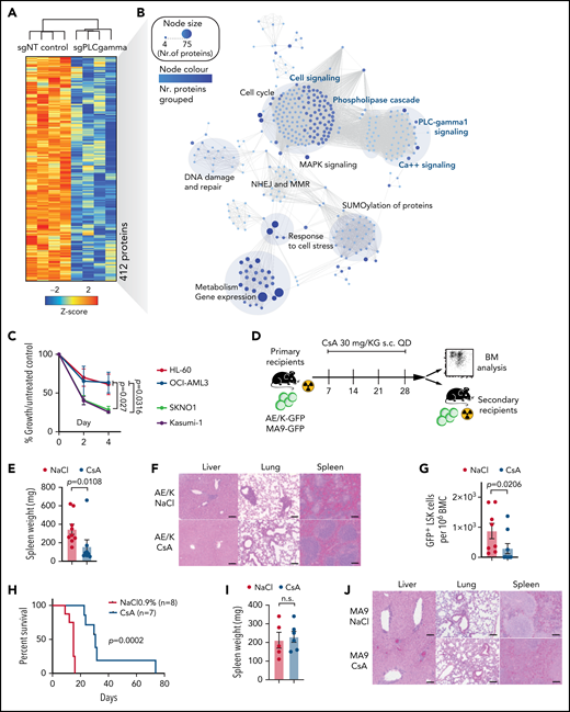 Pharmacologic suppression of Ca++-signaling inhibits AML1-ETO LSC function in vitro and in vivo. (A) Unsupervised hierarchical clustering of significantly downregulated proteins following genetic inactivation of PLCG1 by a specific gRNA in SKNO-1_Cas9-Blast cells. (B) Network map displaying the significantly enriched signaling pathways upon genetic inactivation of PLCG1, annotation from Reactome. The node size and color represent number of proteins participating in each node. (C) Proliferation assayed by cell counting after trypan blue exclusion for Kasumi-1, SKNO-1, HL-60, and OCI-AML3 cells following treatment with the calcineurin inhibitor cyclosporin A (CsA, 5 μM) or diluent control (NaCl 0.9%). n = 4 independent experiments, 1-way ANOVA. (D) Analysis scheme of primary recipient mice following ciclosporin A (CsA) treatment vs diluent control (NaCl 0.9%). (E) Spleen weight of AE/K primary recipient mice; Mann-Whitney U test. (F) Histologic analysis of liver, lung, and spleen morphology after onset of AML in AE/K primary recipient mice treated with CsA or diluent control (NaCl 0.9%). Scale bars, 100 μm. (G) Immunophenotypic analysis of AE/K GFP+ BM LSK cells; Mann-Whitney U test. (H) Kaplan-Meier survival curves of AE/K secondary recipient mice. Irradiated (13 Gy, single dose) 6- to 8-week-old recipients of 2 × 106 bone marrow cells from AE/K CsA (n = 7) or NaCl 0.9% (n = 8) treated primary recipients; Mantel-Cox test. (I) Spleen weight of MA9 primary recipient mice treated with CsA or diluent control (NaCl 0.9%), n.s., not significant. (J) Histologic analysis of liver, lung, and spleen morphology after onset of AML in MA9 primary recipient mice after treatment with CsA or diluent control. Scale bars, 100 μm. (K) Immunophenotypic analysis of GFP+LSK cells in the bone marrow of MA9 primary recipient mice. (L) Survival of MA9-transformed secondary recipient mice. Irradiated (13 Gy, single dose) 6- to 8-week-old recipients of 2 × 106 bone marrow cells from MA9 CsA or NaCl 0.9% treated primary recipient mice (n = 8 CsA; n = 8 NaCl 0.9%), Mantel-Cox test. (M-N) Number of engrafted mice per dilution in the NaCl- vs CsA-treated cohort. LSC frequency was 1/5801 for NaCl-treated recipients (95% confidence interval, 1/2182-15,427) and 1/12,1901 for CsA-treated recipients (95% confidence interval, 1/39,911-372,329), P = .000026 using Poisson analysis; n = 5 mice per dilution and treatment, analysis was performed using ELDA (Extreme Limiting Dilution Assay) software.44 (O) Colony formation of primary human AE/t(8;21) AML cells (n = 6 individual patients). Colony number per sample following pharmacologic inhibition with CsA (5, 10 μM) compared with diluent control (NaCl 0.9%). (P) Representative pictures of colonies from t(8;21) AML bone marrow cells after pharmacological inhibition with cyclosporin A compared with diluent control (NaCl). Scale bars, 200 μm. (Q) Colony count of BM cells derived from 3 independent healthy donors. Colony number per sample following pharmacologic inhibition with CsA (5 μM) compared with diluent control (NaCl 0.9%). (R) Number of hCD4+ hCD13+ cells per 1 × 106 bone marrow (BM) cells after treatment with CsA (n = 4 mice) compared with diluent control (NaCl 0.9%; n = 4 mice). (S) Pie charts depicting engraftment of t(8;21) AML cells (%) after treatment with CsA or diluent control.