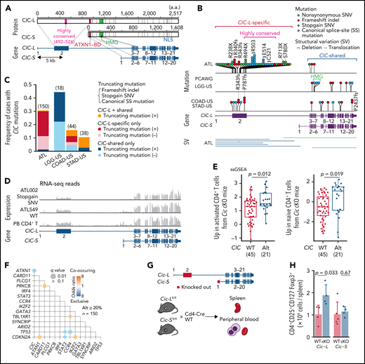 Long isoform–specific disruption of CIC. (A) Isoform-specific protein and gene structures of CIC. mRNA and protein reference sequences are shown in supplemental Table 23. (B) Type and position of SVs and mutations within CIC region detected by WGS for 150 ATL cases, together with CIC mutations in other cancer types in the PCAWG project. (C) Frequency of CIC mutations in ATL and other cancer types from the PCAWG project1 (with CIC mutation frequency ≥10%) according to mutation type (with or without truncating mutations) and location (CIC-L–specific vs –shared). Number of cases in each cohort is shown in parenthesis. Truncating mutations include stopgain single nucleotide variants (SNVs), frameshift indels, and canonical splice-site (SS) mutations. (D) RNA-seq read coverages of CIC region from CIC wild-type (WT) and -altered ATL cases and healthy CD4+ T cells. (E) Single-sample gene set enrichment analysis (ssGSEA) scores in CIC WT (n = 45) and -altered (n = 21) ATL cases, using gene signatures upregulated in activated (left) or naive (right) CD4+ T cells from Cic KO mice.21 Box plots show medians (lines), interquartile ranges (IQRs; boxes), and ± 1.5 × IQR (whiskers). Numbers of cases are shown in parentheses. Two-sided Brunner-Munzel test. (F) Pairwise associations among 15 driver alterations found in ≥20% of cases. Significant correlations (q < 0.1) colored according to their odds ratios are shown. Two-sided Fisher's exact test with Benjamini-Hochberg correction. (G) Schematic representation of Cic-L and Cic-S cKO mouse experiments. (H) Number of CD4+CD25+CD127-Foxp3+ cells per spleen from CD4+ T-cell–specific homozygous Cic-L and Cic-S cKO mice (n = 4-5). Data represent means + standard deviation. Two-sided Welch's t test. BD, binding domain; COAD-US, colon adenocarcinoma from the US; HMG, high mobility group box; LGG-US, brain lower grade glioma from the United States (US); NLS, nuclear localization signal; STAD-US, gastric adenocarcinoma from the US.