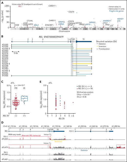 REL-truncating SVs in ATL. (A) Introns with significantly enriched SV breakpoints. Introns with q < 0.01, whose breakpoints are found in ≥3 cases, and of gene-wise significant gene, are considered intron-wise significant. Introns with breakpoints in ≥2 cases (n = 888) are shown. (B) REL-truncating SVs in 150 ATL cases. Breakpoint clustered regions (intron 7 and coding sequence in exon 10) are shaded. (C) Expression of REL exon 1-7 in 66 ATL cases analyzed by RNA-seq, according to REL SV status. Numbers of cases are shown in parentheses. Two-sided Brunner-Munzel test. Box plots show the medians (lines), IQRs (boxes), and ± 1.5 × IQR (whiskers). (D) Genomic structure of the rearranged REL locus and transcription in representative ATL cases. In these SV (+) cases, REL open reading frame is terminated within intron 7 and merged into intergenic sequences. Aberrant REL transcripts are shown in red. (E) Effect of REL CN and SV on REL exon 1-7 expression for ATL. Multivariate analysis using linear model. (B,D) mRNA reference sequences are shown in supplemental Table 23.