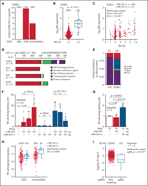 REL-truncating SVs in DLBCL and its oncogenic function. (A) Frequency of aberrant REL transcripts in DLBCL according to cell-of-origin (COO). Numbers of cases are shown in parentheses. (B) Expression of REL exon 1-7 in 481 DLBCL cases from the National Cancer Institute Center for Cancer Research cohort35 analyzed by RNA-seq according to REL SV status. Numbers of cases are shown in parentheses. Two-sided Brunner-Munzel test. (C) Effect of REL CN and SV on REL exon 1-7 expression for DLBCL with available CN data (n = 471). Multivariate analysis using linear model. (D) Predicted structures of intact and representative truncated c-Rel proteins according to the truncation position. (E) Comparison of the truncation position of c-Rel proteins between ATL and DLBCL cases. Numbers of cases are shown in parentheses. (F-G) Luciferase assays of NF-κB transcriptional activity in HEK293T cells transduced to express WT and/or Ex7-1 c-Rel (F) and together with RelA (G) at indicated amount. (H) ssGSEA scores in GCB and unclassifiable DLBCL stratified by REL SV using a gene signature of NF-κB activation.46 Numbers of cases are shown in parentheses. Multivariate analysis using linear model. (I) Growth change of a REL SV-harboring DLBCL cell line (RC-K8) by clustered regularly interspaced short palindromic repeat (CRISPR)-mediated REL KO.36 Dot represents ratio of normalized abundance of each sgRNA in genome-scale CRISPR knockout library. Numbers of sgRNAs are shown in parentheses. Multivariate analysis using linear model. (B,H,I) Box plots show the medians (lines), IQRs (boxes), and ± 1.5 × IQR (whiskers). (F-G) Data represent means + standard deviation. Two-sided Welch's t test. Ex, exon; n.s., not significant.