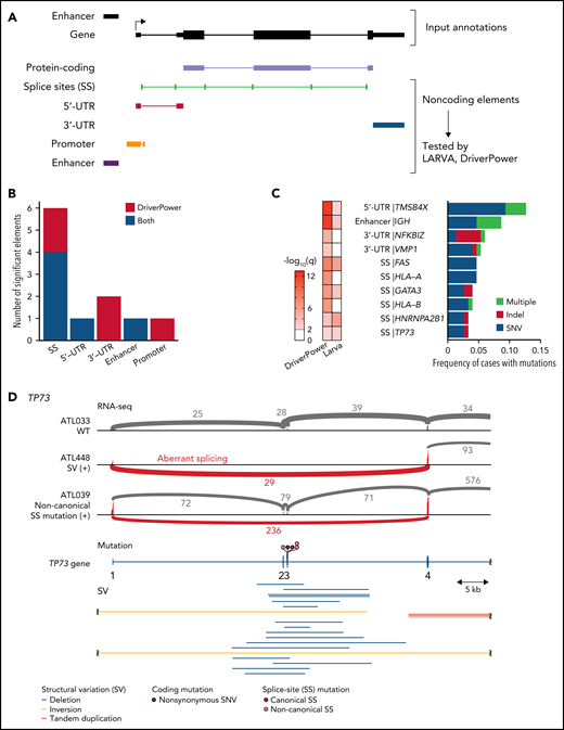 Characteristics of noncoding alterations in ATL. (A) Schematic representation for the definition of noncoding elements according to the functional annotations of the PCAWG project.47 (B) Number of significant noncoding elements detected in DriverPower15 and LARVA.37 (C) Frequency and type of cases with mutations within significant noncoding elements and their q values. (D) Sashimi plot for TP73 transcripts within exons 1-4 of WT, SV (+), and noncanonical SS mutation (+) cases, visualized by Integrative Genomics Viewer (top). Distribution and type of coding and SS mutations and SVs in TP73 (bottom). Arcs represent splicing reads split across exons with their numbers. Only arcs with ≥10 split-reads are shown. mRNA reference sequence is shown in supplemental Table 23. (E) Number of mutations according to the alteration status of HLA-A, HLA-B, and CD58. Numbers of cases are shown in parentheses. Two-sided Brunner-Munzel test. (F) Association of driver alterations and number of mutations (left) and neoantigen-associated SNVs (right). (G) Association of driver alterations and number of SVs. (F-G) Thirty-two genes altered in ≥10% of cases are considered. Fold changes of mean alteration numbers between cases with and without the indicated alterations and their significance are shown. Circle size represents their alteration frequency. Immune-related genes are colored in blue. Two-sided Brunner-Munzel test with Benjamini-Hochberg correction.