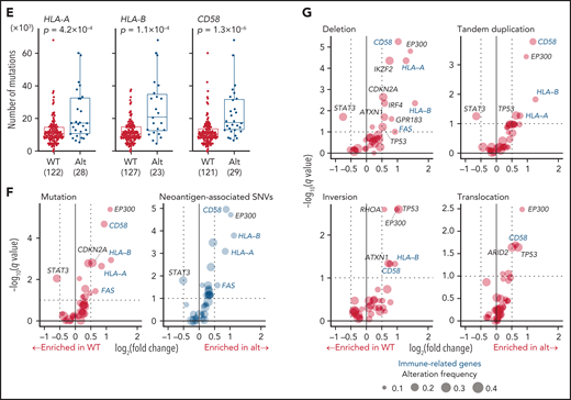 Characteristics of noncoding alterations in ATL. (A) Schematic representation for the definition of noncoding elements according to the functional annotations of the PCAWG project.47 (B) Number of significant noncoding elements detected in DriverPower15 and LARVA.37 (C) Frequency and type of cases with mutations within significant noncoding elements and their q values. (D) Sashimi plot for TP73 transcripts within exons 1-4 of WT, SV (+), and noncanonical SS mutation (+) cases, visualized by Integrative Genomics Viewer (top). Distribution and type of coding and SS mutations and SVs in TP73 (bottom). Arcs represent splicing reads split across exons with their numbers. Only arcs with ≥10 split-reads are shown. mRNA reference sequence is shown in supplemental Table 23. (E) Number of mutations according to the alteration status of HLA-A, HLA-B, and CD58. Numbers of cases are shown in parentheses. Two-sided Brunner-Munzel test. (F) Association of driver alterations and number of mutations (left) and neoantigen-associated SNVs (right). (G) Association of driver alterations and number of SVs. (F-G) Thirty-two genes altered in ≥10% of cases are considered. Fold changes of mean alteration numbers between cases with and without the indicated alterations and their significance are shown. Circle size represents their alteration frequency. Immune-related genes are colored in blue. Two-sided Brunner-Munzel test with Benjamini-Hochberg correction.