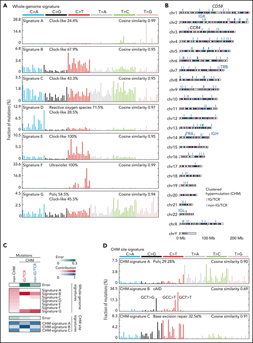 Mutational processes operative in ATL. (A) Seven de novo mutational signatures extracted from the whole-genome mutations. Known related etiologies are noted. Cosine similarities between de novo signatures and reconstructed signatures using the COSMIC database40are shown. (B) Distribution of CHM sites detected by SeqKat. Driver, IG, and TCR genes are noted. (C) Heatmap showing the relative contribution of whole-genome (Signature A-G), and CHM-specific signatures (CHM-signature A-C) across the CHMs within and outside the IG/TCR regions (CHM IG/TCR and CHM non-IG/TCR, respectively) and the remaining mutations (non-CHM). (D) Three de novo mutational signatures extracted from the CHM sites found in 49 ATL cases. (E) Number of mutations (top) and fraction of CHM signatures (bottom), stratified with the membership of the IG/TCR regions within CHM sites for each case. (F) Schematic representation for the analysis of mutation enrichment within active TF binding. (G) Volcano plot displaying differential mutation rate between active binding sites and its flanking regions for 40 TFs from ENCODE database48 and HBZ (with 2 motifs) in 150 ATL cases. Two-sided Fisher test with Benjamini-Hochberg correction. (H) Two HBZ motifs (AP1 and ETS) identified using MEME-ChIP (E < 1 × 10−150). DHSs, DNase I hypersensitive sites.