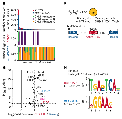 Mutational processes operative in ATL. (A) Seven de novo mutational signatures extracted from the whole-genome mutations. Known related etiologies are noted. Cosine similarities between de novo signatures and reconstructed signatures using the COSMIC database40are shown. (B) Distribution of CHM sites detected by SeqKat. Driver, IG, and TCR genes are noted. (C) Heatmap showing the relative contribution of whole-genome (Signature A-G), and CHM-specific signatures (CHM-signature A-C) across the CHMs within and outside the IG/TCR regions (CHM IG/TCR and CHM non-IG/TCR, respectively) and the remaining mutations (non-CHM). (D) Three de novo mutational signatures extracted from the CHM sites found in 49 ATL cases. (E) Number of mutations (top) and fraction of CHM signatures (bottom), stratified with the membership of the IG/TCR regions within CHM sites for each case. (F) Schematic representation for the analysis of mutation enrichment within active TF binding. (G) Volcano plot displaying differential mutation rate between active binding sites and its flanking regions for 40 TFs from ENCODE database48 and HBZ (with 2 motifs) in 150 ATL cases. Two-sided Fisher test with Benjamini-Hochberg correction. (H) Two HBZ motifs (AP1 and ETS) identified using MEME-ChIP (E < 1 × 10−150). DHSs, DNase I hypersensitive sites.