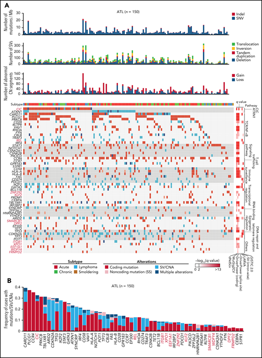 Whole-genome landscape of driver alterations in ATL. (A) Significant somatic mutations, SVs, and focal CNAs in 56 commonly affected genes across ATL cases (n = 150). Number of somatic mutations, SVs, CNA segments, clinical subtypes (top), and q values from driver-calling algorithms and related functional pathways (right) are also shown. (B) Frequency and type of somatic mutations, SVs, and focal CNAs in 56 driver genes for 150 ATL cases. (A-B) Newly detected driver genes in ATL are highlighted in red (n = 11).