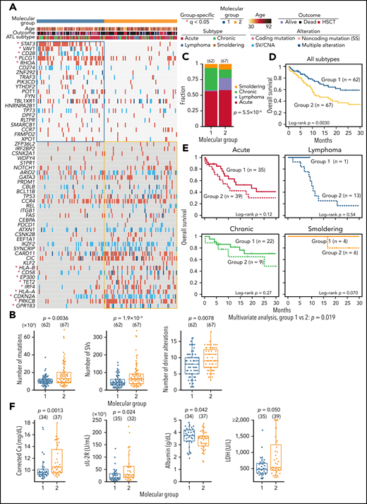 Association between somatic alterations and clinical features in ATL. (A) Nonnegative matrix factorization–based consensus clustering of ATL samples using 56 driver alterations. Group 1 (n = 62) and group 2 (n = 67) cases with a silhouette score ≥0.5 are shown. *Significant group-specific genes (2-sided Fisher's exact test with Benjamini-Hochberg correction q < 0.05). (B) Comparison of number of mutations, SVs, and driver alterations between molecular groups. (C) Fraction of clinical subtypes within each molecular group. Number of cases in each group is shown in parenthesis. Two-sided Fisher's exact test. (D) Overall survival according to the molecular groups. Kaplan-Meier method with log-rank test. (E) Overall survival in each clinical subtype according to the molecular groups using Kaplan-Meier method. Log-rank test and Cox proportional hazards model (using clinical subtype as a covariate) for univariate and multivariate analysis, respectively. (F) Comparison of laboratory data in ATL cases between molecular groups 1 and 2. Two-sided Brunner-Munzel test. Calcium concentration was corrected using Payne’s formula. (A-F) Samples with silhouette score ≥0.5 were analyzed. (B,F) Two-sided Brunner-Munzel test. Box plots show medians (lines), IQRs (boxes), and ± 1.5 × IQR (whiskers). Ca, calcium; HSCT, hematopoietic stem cell transplantation; LDH, lactate dehydrogenase; sIL-2R, soluble interleukin-2 receptor.