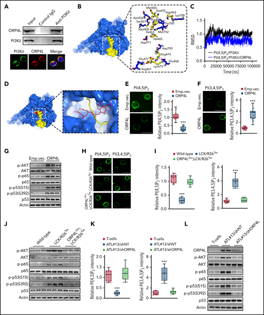 ORP4L interacts with PI3Kδ to enhance PI(3,4,5)P3 generation and AKT activation in malignant transformed T cells. (A) Coimmunoprecipitation (top) and confocal microscopy (bottom) analysis of ORP4L binding to and colocalization with PI3Kδ in MT-4 cells. Scale bar, 10 μm. (B) The binding model of ORP4L (yellow) to PI3Kδ (blue) computationally predicted. The key interaction residues of ORP4L (yellow) and PI3Kδ (blue) complex is shown. (C) The root-mean-square deviation values of PI(4,5)P2 in PI3Kδ and in the ORP4L-PI3Kδ complex. (D) The binding model of ORP4L (yellow) to PI(4,5)P2 (red)/PI3Kδ (blue) complex computationally predicted. The site of PI(4,5)P2/PI3Kδ/ORP4L complex is shown. (E-F) PI(4,5)P2 (E) and PI(3,4,5)P3 (F) contents in T cells isolated from sick B-NDG mice in Figure 3. Scale bars, 10 μm. The panels on the right indicate quantitation of relative fluorescence intensity. Mean ± standard deviation (SD; n = 15-20 cells; Student t test). (G) Phosphorylated AKT, p65, and p53 levels in T cells isolated from the sick B-NDG mice in Figure 3. (H-I) PI(4,5)P2 and PI(3,4,5)P3 contents in T cells of WT, LCK/R26Tax, and ORP4Lcko;LCK/R26Tax mice at the age of 15 months. Representative images (H) and the relative quantification of fluorescence intensity (I) are shown. Scale bars, 10 μm. Mean ± SD (n = 10 cells; Student t test). (J) AKT activation and p65 and p53 phosphorylation in T cells of WT, LCK/R26Tax, and ORP4Lcko;LCK/R26Tax 15-month-old mice. (K) PI(4,5)P2 and PI(3,4,5)P3 contents in human normal T cells or the T cells of a patient with ATL (ATL#13) transduced with lentivirus-carrying control (shNT) or ORP4L-specific short hairpin RNA (shORP4L). The T cells were transduced and cultured in vitro for 72 hours before analysis. Mean ± SD (n = 10 cells; Student t test). (L) AKT activation, p65 and p53 phosphorylation in T cells treated as in panel K. ***P < .001.