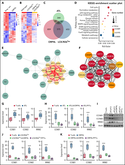 Comparison of the abnormal gene expression profiles in LCK/R26Tax- and ORP4L-expressing T cells and human ATL T cells. (A) Heat map presentation of RNA-seq data from T cells with or without ORP4L expression from sick B-NDG mice in Figure 3. (B) Heat map presentation of RNA seq data from T cells of 16-month-old WT, LCK/R26Tax, and ORP4Lcko;LCK/R26Tax mice. (C) Venn diagram showing the overlap DEGs of T cells from human ATL, T cells from LCK/R26Tax mice, and T cells with ORP4L expression from the sick B-NDG mice in Figure 3. A total of 51 overlapping genes were identified from the 3 data sets within the Venn diagrams. (D) Kyoto Encyclopedia of Genes and Genomes pathway enrichment analysis of the 51 overlapping genes in panel C. (E-F) PPI network, submodules, and hub genes. (E) The PPI network of 51 overlapping genes and clustering module (MCODE score, 15.333). Yellow circles represent hub genes. (F) Important degree of genes in the clustering modules, according to multiple consensus clustering analysis methods by the CytoHubba application. The darker the color, the more important it is. (G) Expression of p53 downstream targeting genes CCNB1, CCNB2, and RRM2 in normal human T cells and patients with ATL T cells. The data are from the literature (Pise-Masison et al33). Mean ± standard deviation (SD; n = 7 normal specimens; n = 19 specimens from patient with ATL; Student t test). (H-I) qPCR (H) and western blot (I) analyses of the expression of CCNB1, CCNB2, and RRM2 in patients with ATL (ATL 13, 16, 19, 23, 25, and 30) T cells subjected to ORP4L knockdown or p53 inhibitor PFTα. Patients with ATL T cells were transfected with ORP4L shRNA for 72 hours or treated with 50 μM PFTα for 24 hours. Mean ± SD (n = 3 normal specimens, n = 6 specimens from patient with ATL for qPCR; Student t test). (J) qPCR analysis the expression of CCNB1, CCNB2, and RRM2 in LCK/R26Tax T cells subjected to ORP4L knockdown or p53 inhibitor PFTα. T cells were transfected with ORP4L shRNA for 72 hours or treated with 50 μM PFTα for 24 hours. Mean ± SD (n = 4 mice of each group; Student t test). (K) qPCR analysis the expression of CCNB1, CCNB2, and RRM2 in T cells, with or without ORP4L expression from the sick B-NDG mice in Figure 3. T cells were transfected with ORP4L shRNA for 72 hours or treated with 50 μM PFTα for 24 hours. Mean ± SD (n = 4 mice of each group; Student t test). ***P < .001.
