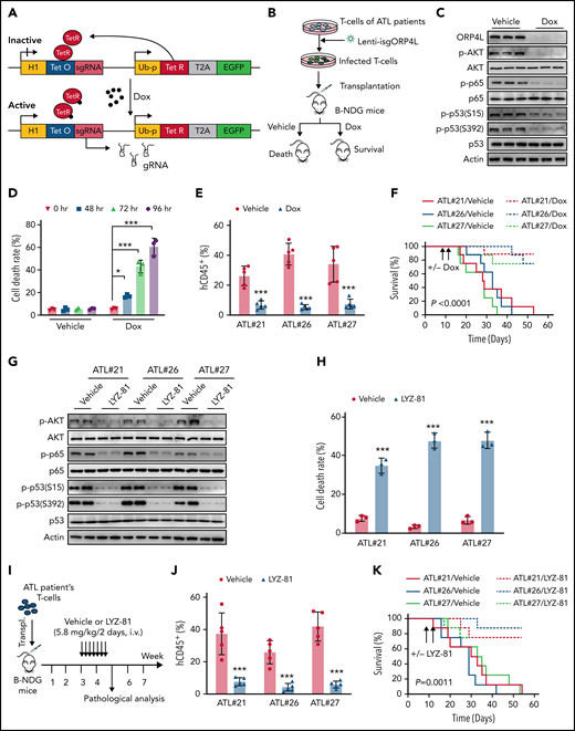 ORP4L inhibition results in T-leukemia cell death. (A) Schematic image depicting the Dox-inducible gRNA lentiviral vectors. Cas9 is constitutively expressed in the cells. Treatment with Dox rapidly induced the sgRNA expression, which activated Cas9 and directed it to the target genomic sequence. (B) The experimental design. T cells were obtained from patients with ATL and maintained in vitro during lentiviral transduction with vectors encoding constitutive Cas9 and the Dox-inducible ORP4L sgRNA. For the in vivo assay, cells were transplanted into B-NDG mice and then monitored for development of T-cell leukemia. To delete the ORP4L gene, Dox was administered via food pellets (625 mg/kg) 10 days after transplantation. (C) Western blot analysis of ORP4L knockout and downstream signaling pathway in the T cells of a patient with ATL (ATL#21) after Dox (1 mg/mL) treatment for 72 hours in vitro. (D) Cell death analysis of T cells in a patient with ATL (ATL#21) transduced with constitutively expressed Cas9 and Dox-inducible ORP4L sgRNA lentiviral vectors with or without treatment with Dox (1 mg/mL) for the indicated times. Mean ± standard deviation (SD; n = 3 experimental repeat; Student t test). (E) Percentage of human CD45+ T cells of patients with ATL in the peripheral blood of B-NDG mouse transplant recipients 10 days after treatment with Dox or no treatment. Mean ± SD (n = 5 mice of each group; Student t test). (F) Kaplan-Meier comparative survival analysis of B-NDG mouse recipients of human T cells from patients with ATL treated with Dox or not treated, as described in panel B (n = 8 mice each group, log-rank test). (G) WT/NF-κB/p53 signaling pathway in T cells of patients with ATL (ATL#21, #26, #27) after LYZ-81 (5 nM) treatment of 18 hours. (H) Cell death analysis of T cells of patients with ATL treated with LYZ-81 (5 nM) for 18 hours. Mean ± SD (n = 3 experimental repeat; Student t test). (I) The experimental design for LYZ-81 therapy after xenotransplantation of human ATL cells in B-NDG mice. Leukemia cells obtained from patients with ATL were transplanted into B-NDG mice. Three weeks later, the mice were randomly assigned to 2 groups and treated with the ORP4L inhibitor LYZ-81 (5.8 mg/kg IV every 2 days ) or vehicle control for 2 weeks. (J) The percentage of transplanted human CD45+ ATL cells in the peripheral blood of B-NDG xenotransplant-recipient mice after a 2-week treatment, with or without LYZ-81. Mean ± SD (n = 5 mice of each group; Student t test). (K) Kaplan-Meier comparative survival analysis of B-NDG mouse recipients of human ATL T-cell xenotransplants and treated with or without LYZ-81 (n = 8 mice each group, log-rank test). *P < .05; ***P < .001.