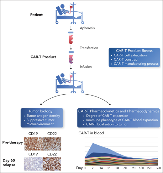 Parameters for success of CAR T-cell therapy. The success of CAR T-cell therapy depends on the interplay of multiple factors, including T cell fitness before apheresis and after the manufacturing process; the ability of CAR T cells to expand after infusion, both in the blood and at the site of disease; and the characteristics of the tumor, including density of the target antigen on tumor cells and the immunosuppressive nature of the tumor microenvironment. Figure adapted from a slide provided by David Miklos (Stanford, University, Stanford, CA). Professional illustration by Somersault18:24.