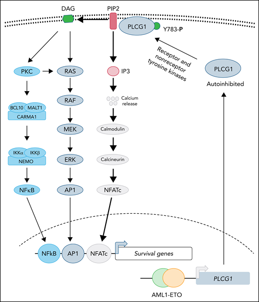 PLCG1 confers dependence in AE-driven leukemia. Expression of the AE fusion protein leads to upregulation of PLCG1, which is normally maintained in autoinhibited state. Activation of receptor or nonreceptor tyrosine kinases phosphorylates tyrosine 783 of PLCG1 activates its enzymatic activity. Activated PLCG1 hydrolyzes PIP2 to membrane-bound DAG and cytosolic IP3. Elevated IP3 activates calcium channel in the endoplasmic reticulum, leading to a cytosolic surge of calcium, which causes activation of calmodulin-calcineurin and NFATc activation. In parallel, DAG-mediated signaling leads to activation of NF-κB and AP1 transcription factor. Future studies will determine whether activation of NFATc is sufficient for AE-induced leukemogenesis and to what extent AP1 and NF-κB function is needed to support disease progression.