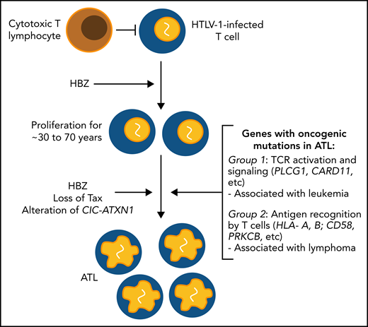 Schematic depiction of key factors in the oncogenesis of ATL identified or implicated in the report by Kogure et al. Many other factors are known to contribute to the pathogenesis of the condition, notably, genomic instability, insertional mutagenesis, and inhibition of DNA repair.8