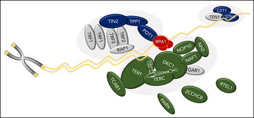 Schematic of RPA1’s role in telomere biology and relationship to other genes associated with TBD. RPA1, the largest subunit of the RPA heterotrimeric complex, binds single-stranded DNA (ssDNA) at telomeres. TBD-associated variants in RPA1 result in increased ssDNA binding affinity. The components of the telomerase enzyme complex (DKC1, TERC, TERT, NAF1, NOP10, NHP2), telomerase or hTR regulators (TCAB1, PARN, and ZCCHC8), and regulator of telomere elongation helicase 1 (RTEL1), are shown in green. Dark blue indicates the shelterin (TPP1, TIN2, and POT1) and CST (CTC1 and STN1) complexes. Protein names are shown. Gray symbols indicate known key telomere biology proteins not yet attributed to human disease (GAR1 in telomerase complex; TRF1, TRF2, and RAP1 in shelterin; and TEN1 in CST).