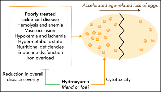 Accelerated age-related decline in ovarian reserve in sickle cell disease. An ovary is shown (large, yellow oval) undergoing an accelerated loss of eggs (small, light-orange circles) over time. Untreated or poorly-treated sickle cell disease damages multiple tissues and organs by multiple mechanisms. Disease-related, direct ovarian damage could lead to an accelerated loss of egg supply and diminished ovarian reserve. Hydroxyurea decreases clinical severity and organ damage in sickle cell disease, potentially preserving ovarian reserve. Theoretically, the potential cytotoxic effects of hydroxyurea on ovarian reserve could partially offset this benefit. Assessment of ovarian reserve can allow early and equitable discussions about fertility preservation.